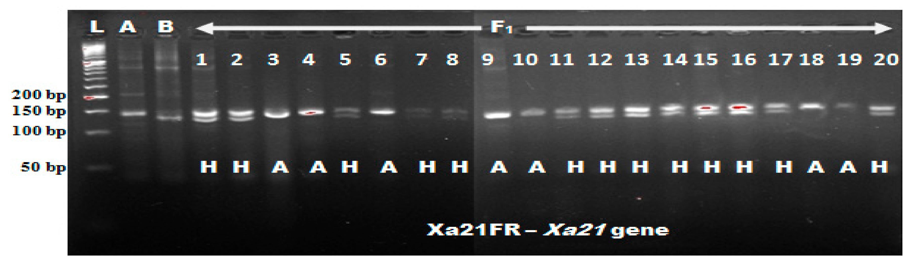 Agronomy 10 00042 g002