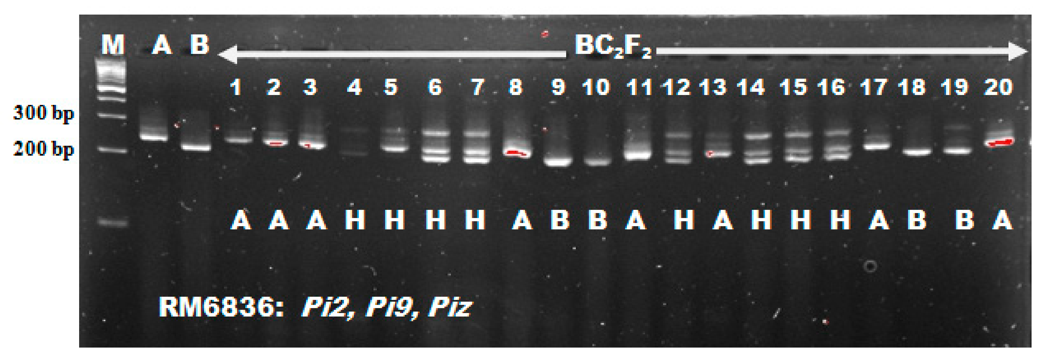 Agronomy 10 00042 g004