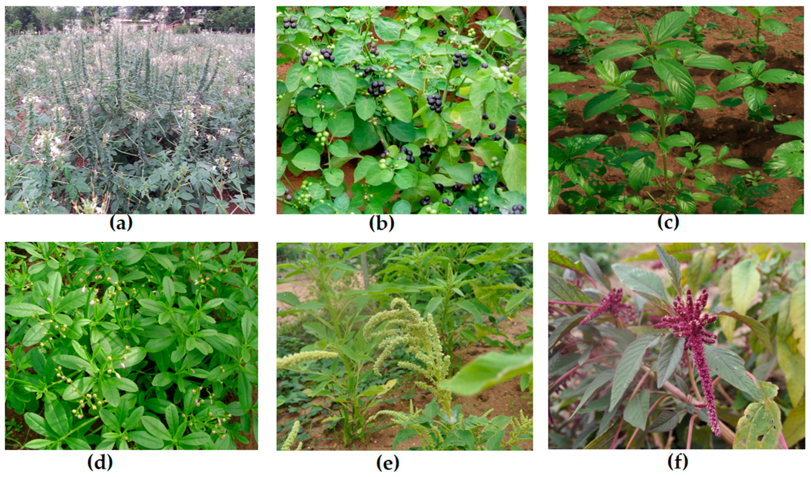 Agronomy 10 00057 g001