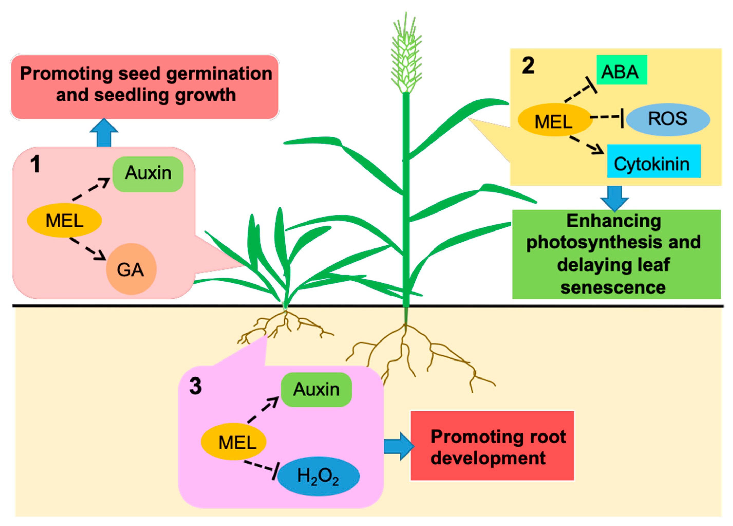 Agronomy Free FullText Seed PreSoaking with Melatonin Improves