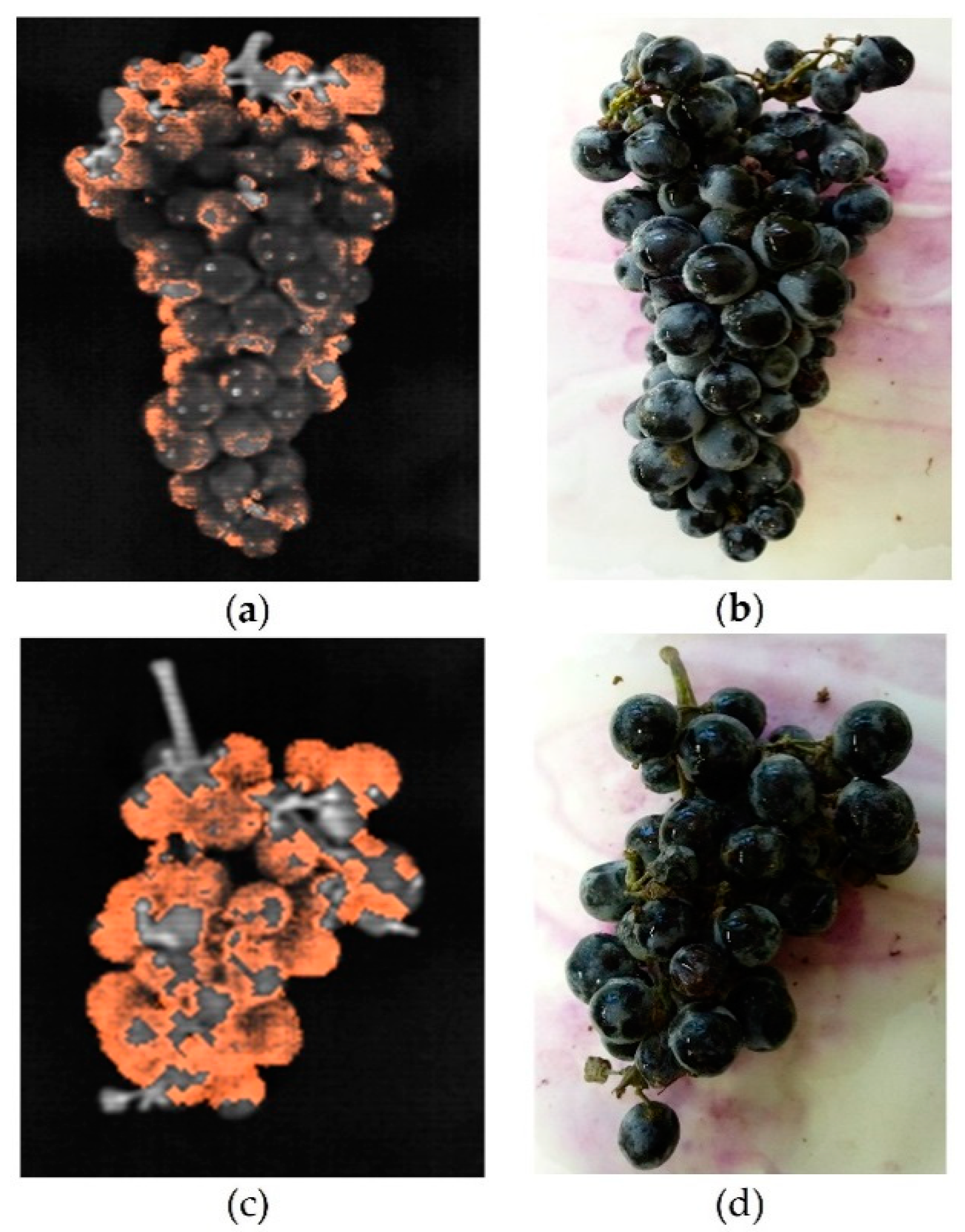 Agronomy 10 00088 g006