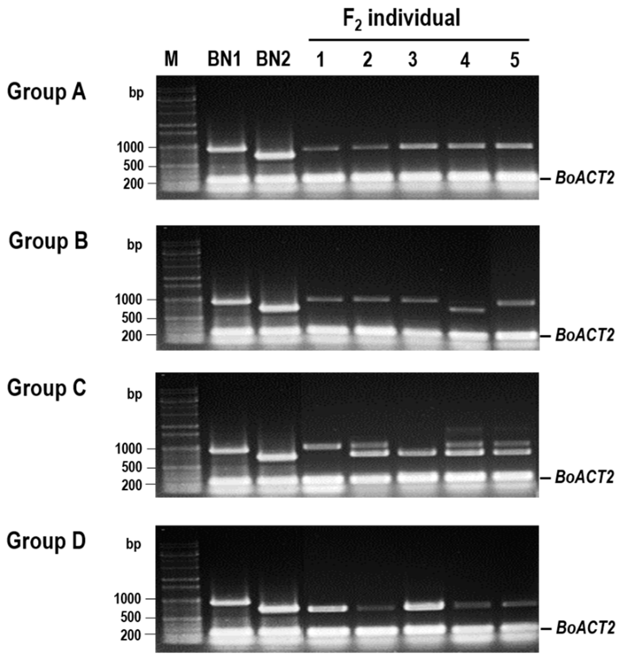 Agronomy 10 00116 g008