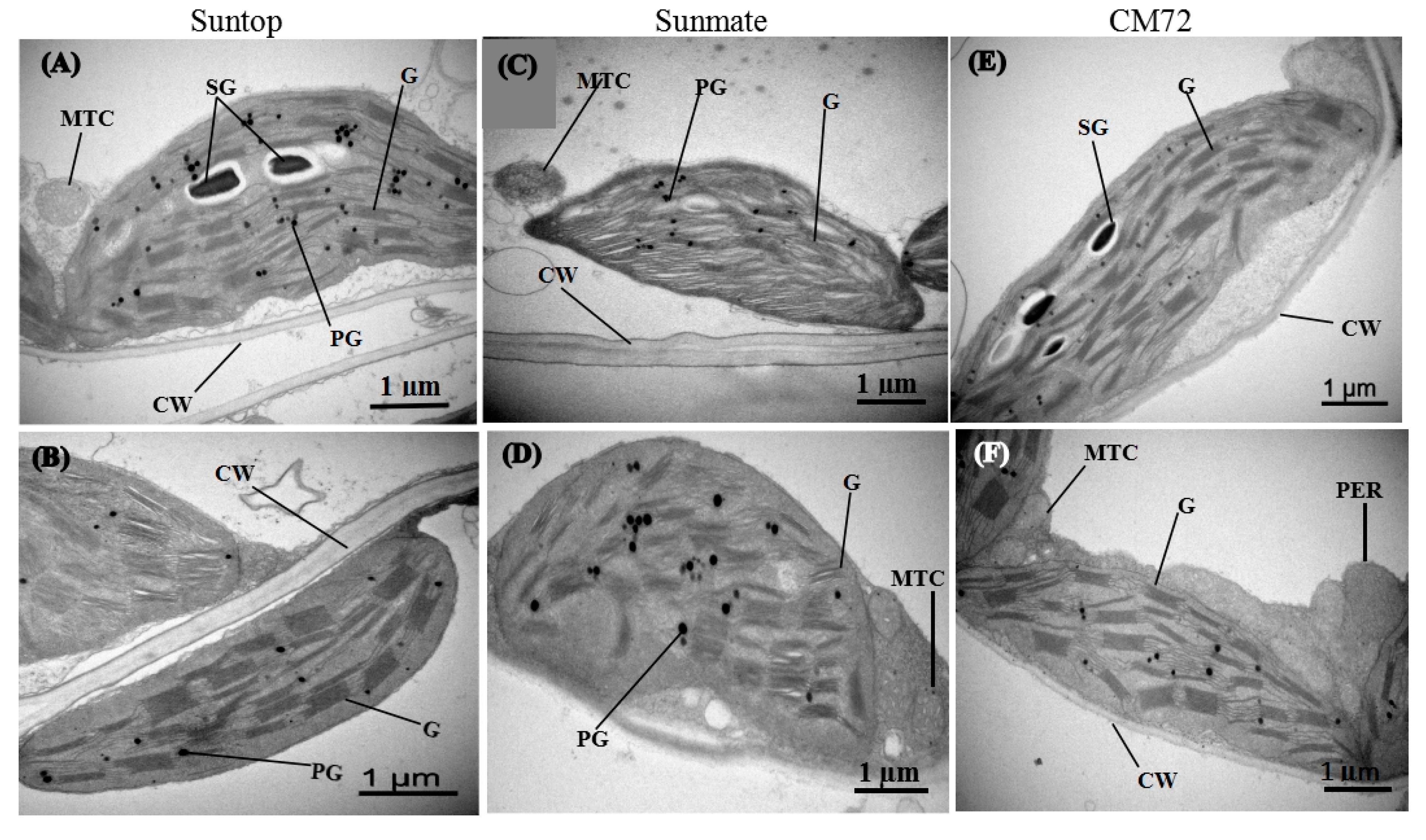 Agronomy 10 00127 g006