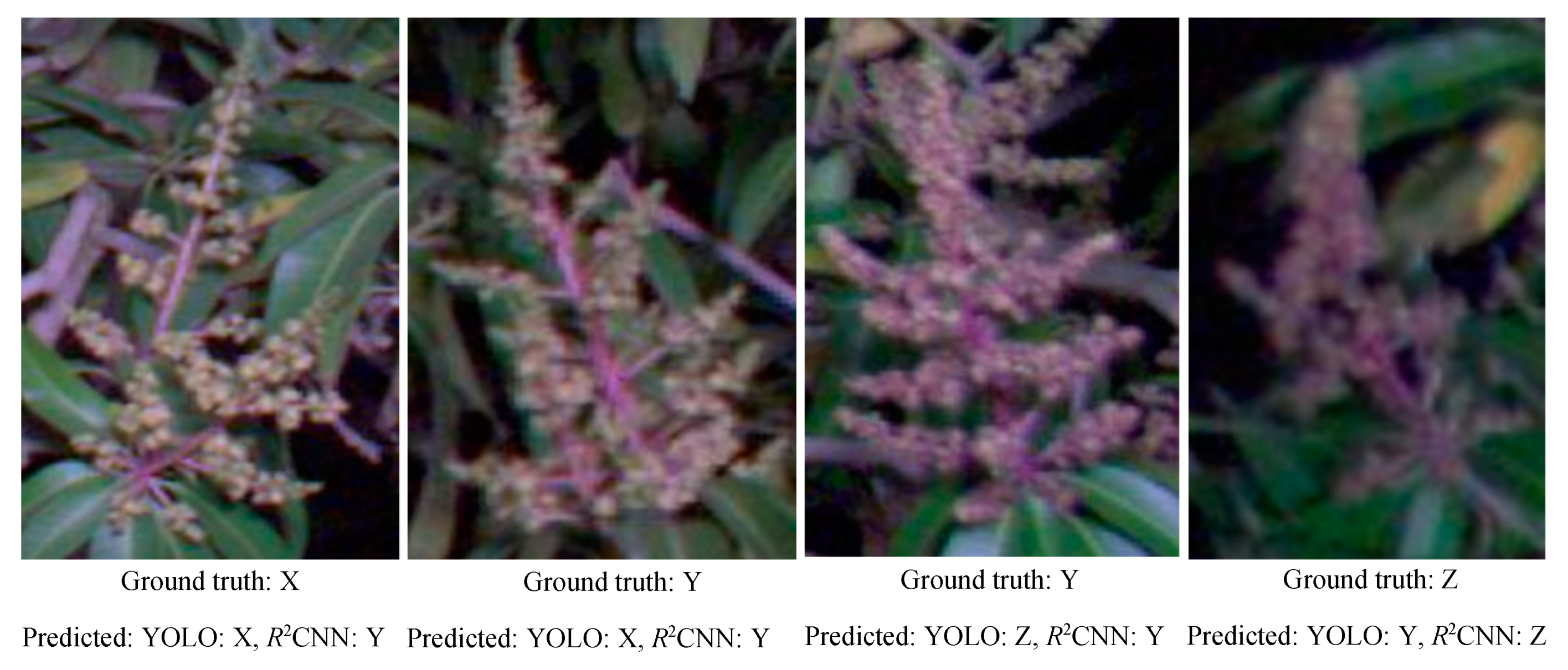 Agronomy 10 00143 g007 Agronomy 10 00143 g007