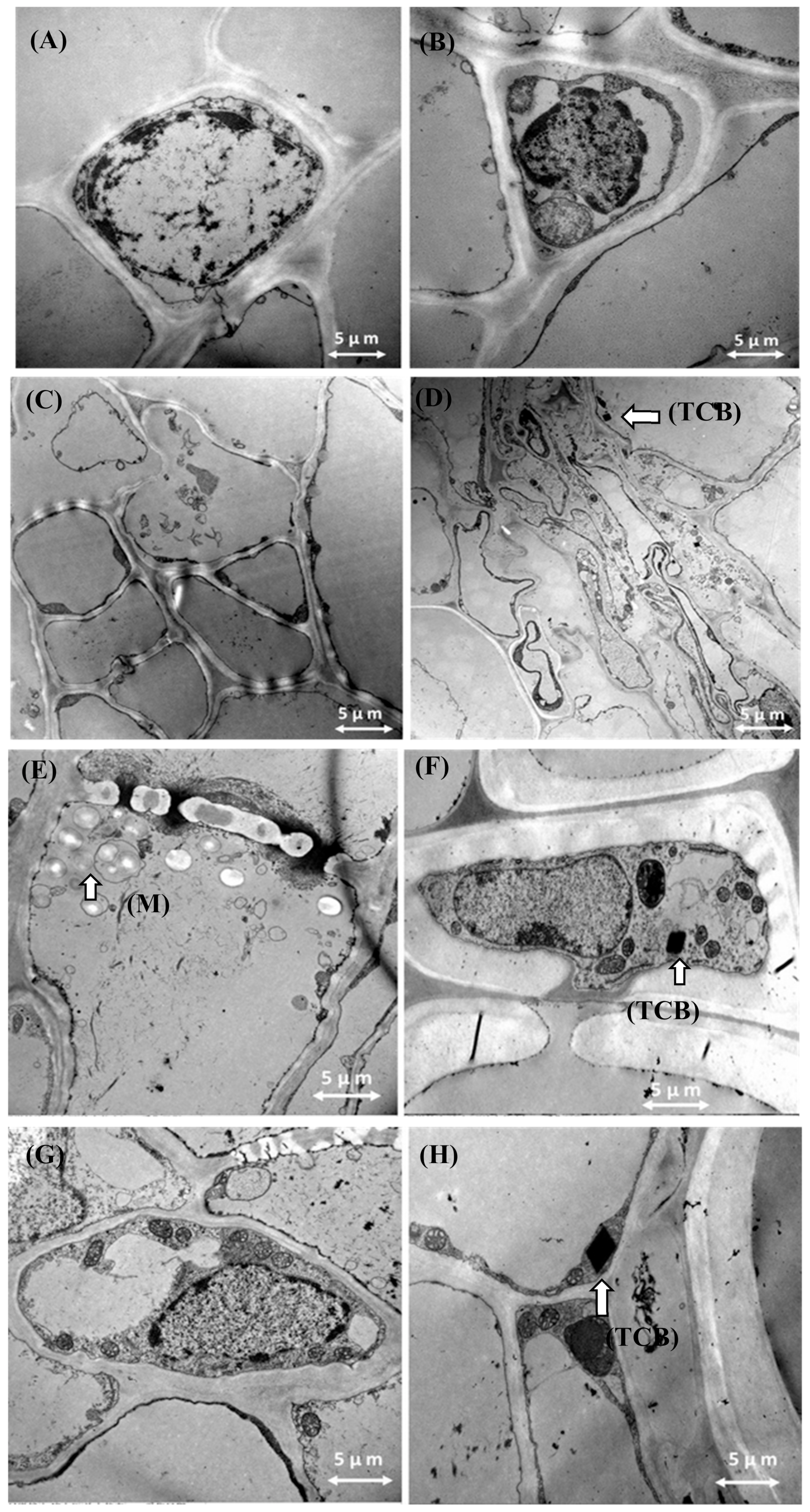 Agronomy 10 00159 g006 Agronomy 10 00159 g006