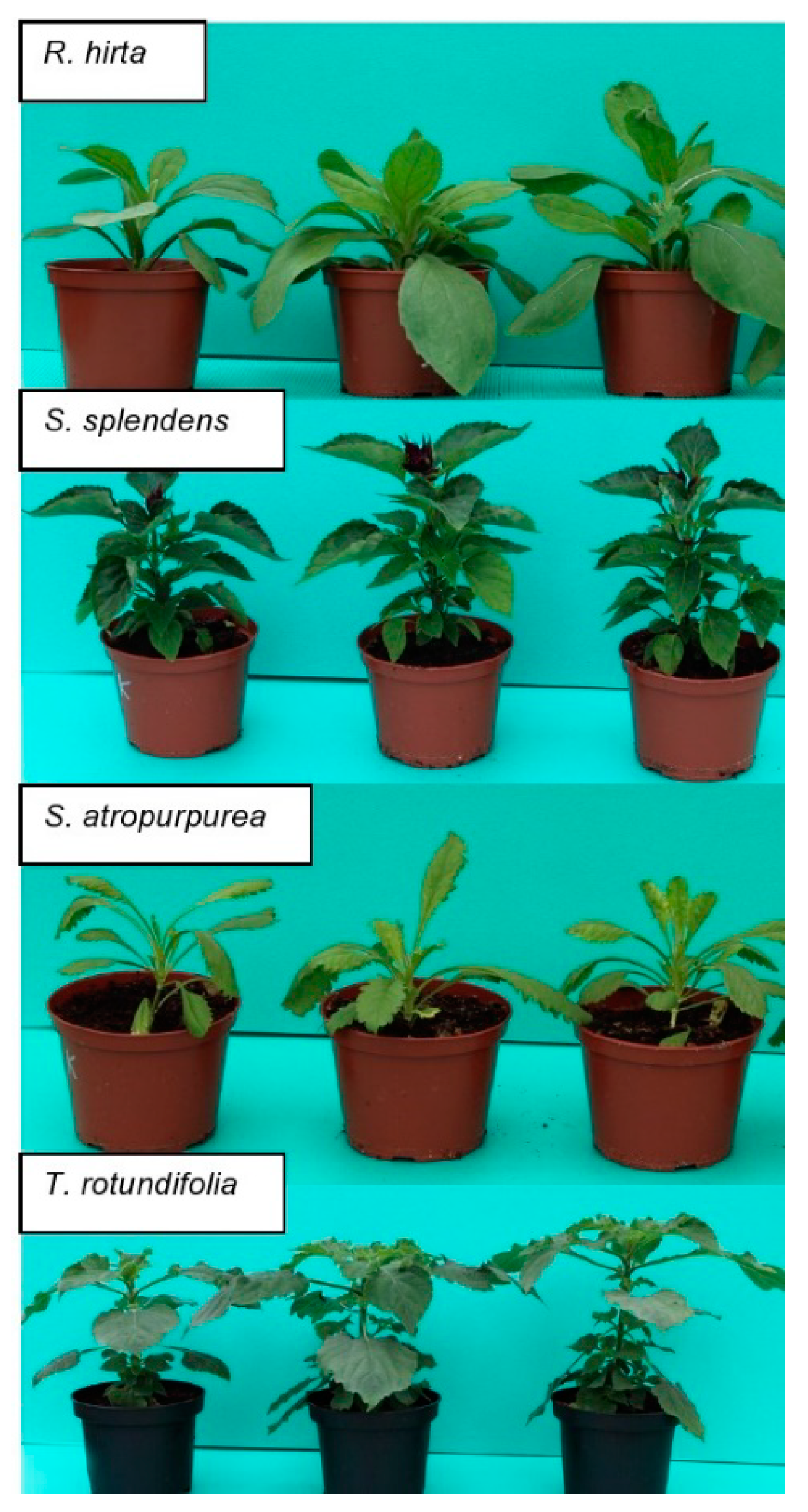 Agronomy 10 00169 g002