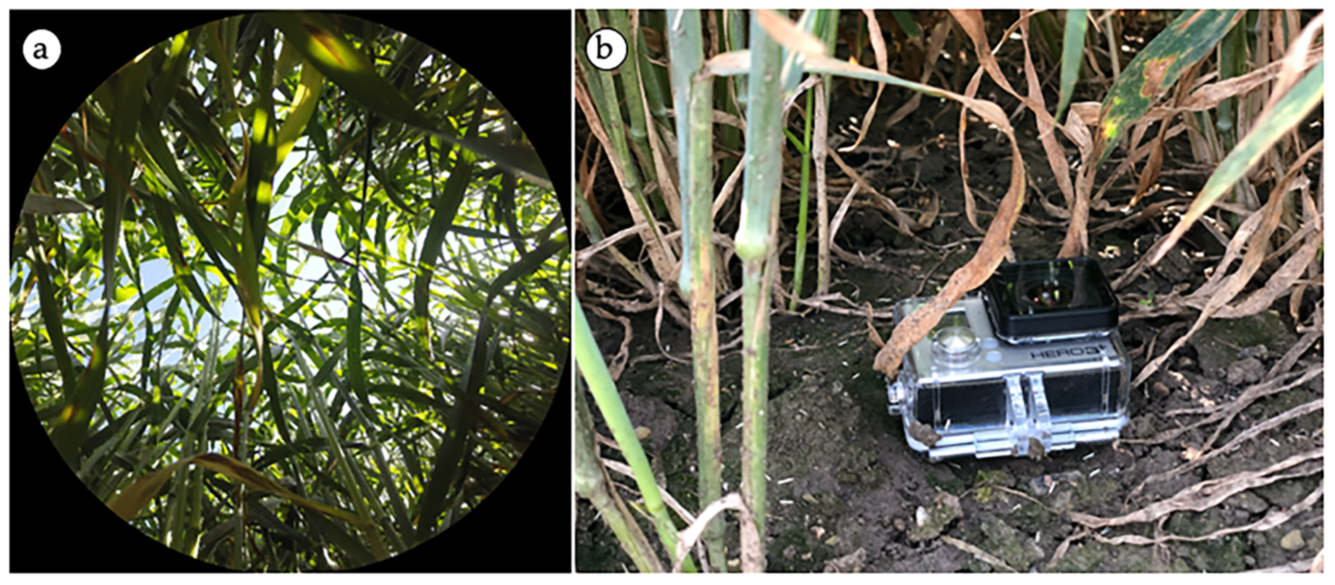 Agronomy 10 00175 g005 Agronomy 10 00175 g005