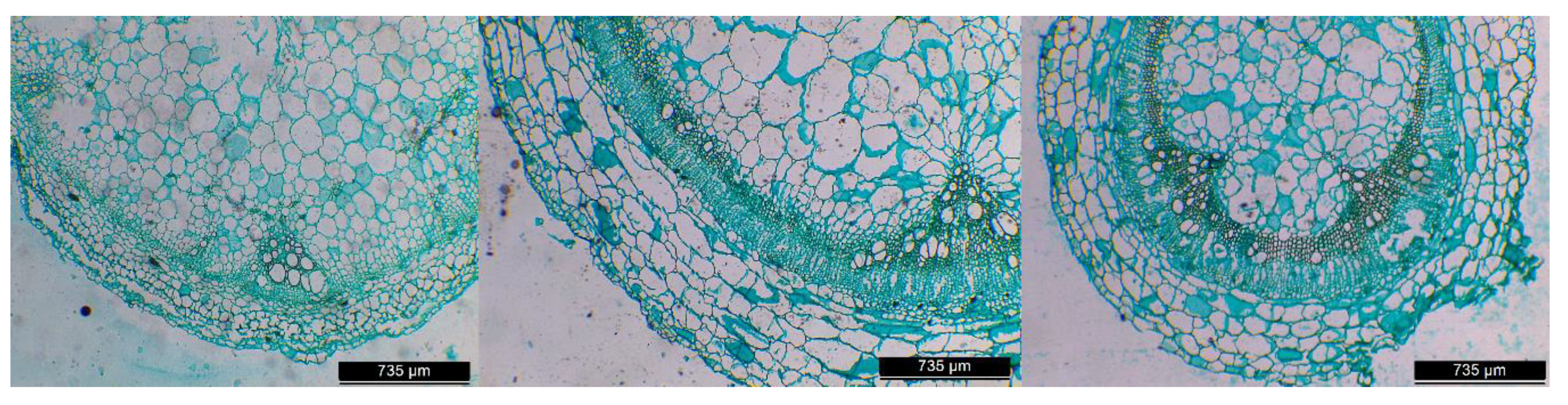 Agronomy 10 00182 g003 Agronomy 10 00182 g003