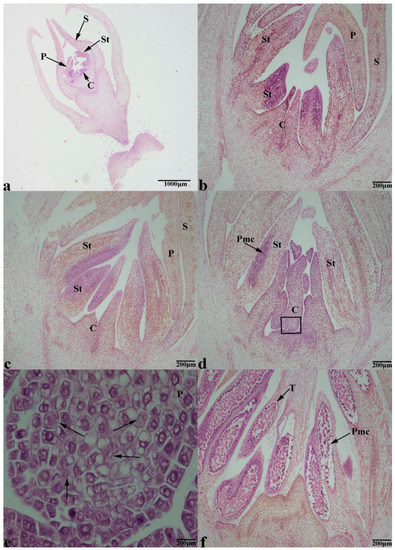 Programmed Cell Death Facilitates the Formation of Unisexual