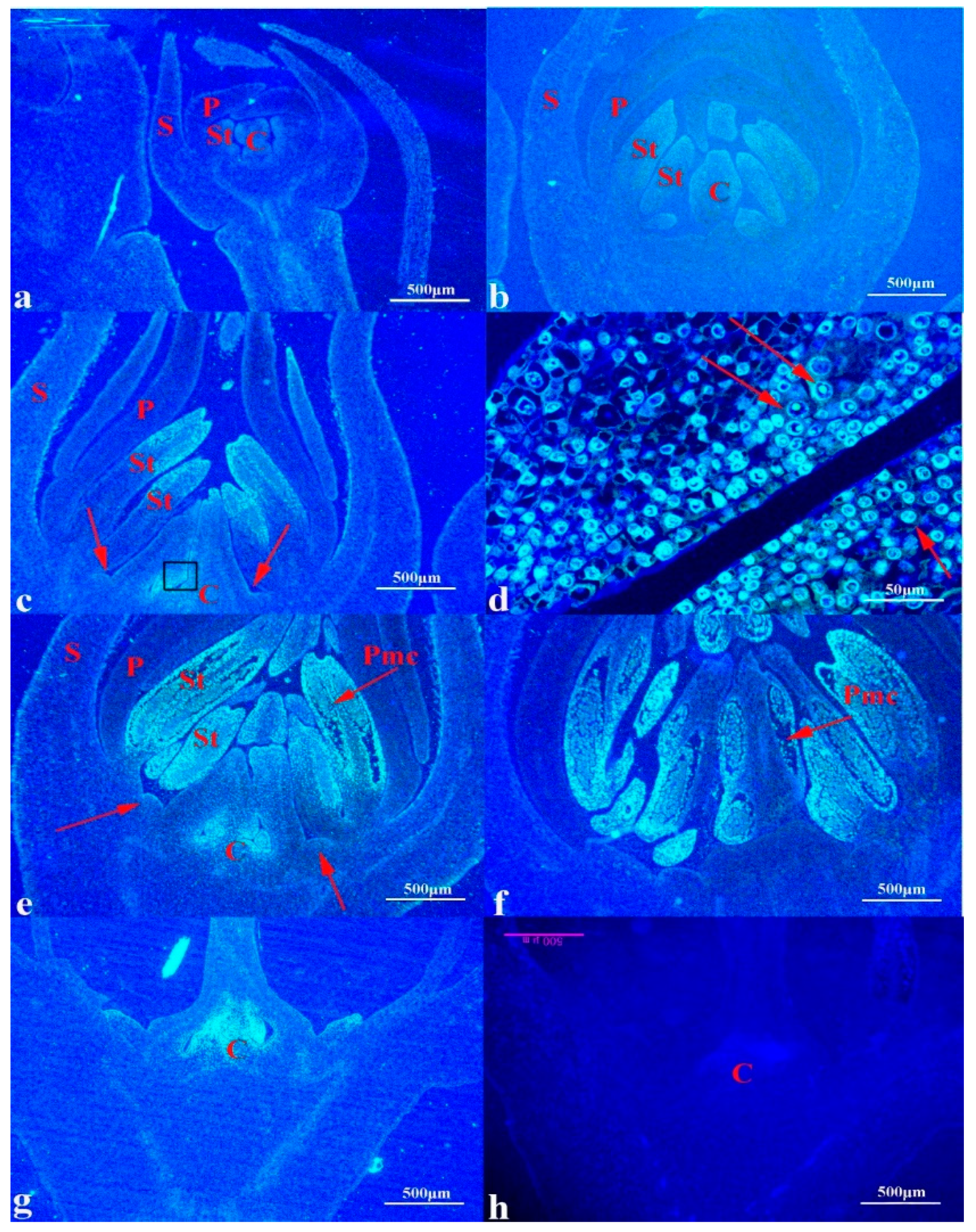 Agronomy 10 00234 g005