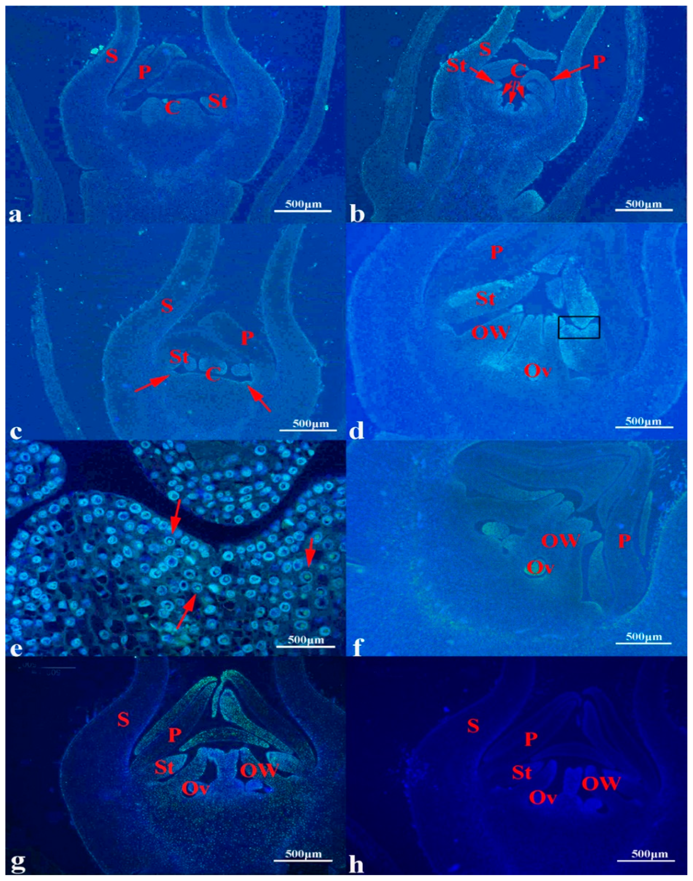 Agronomy 10 00234 g006