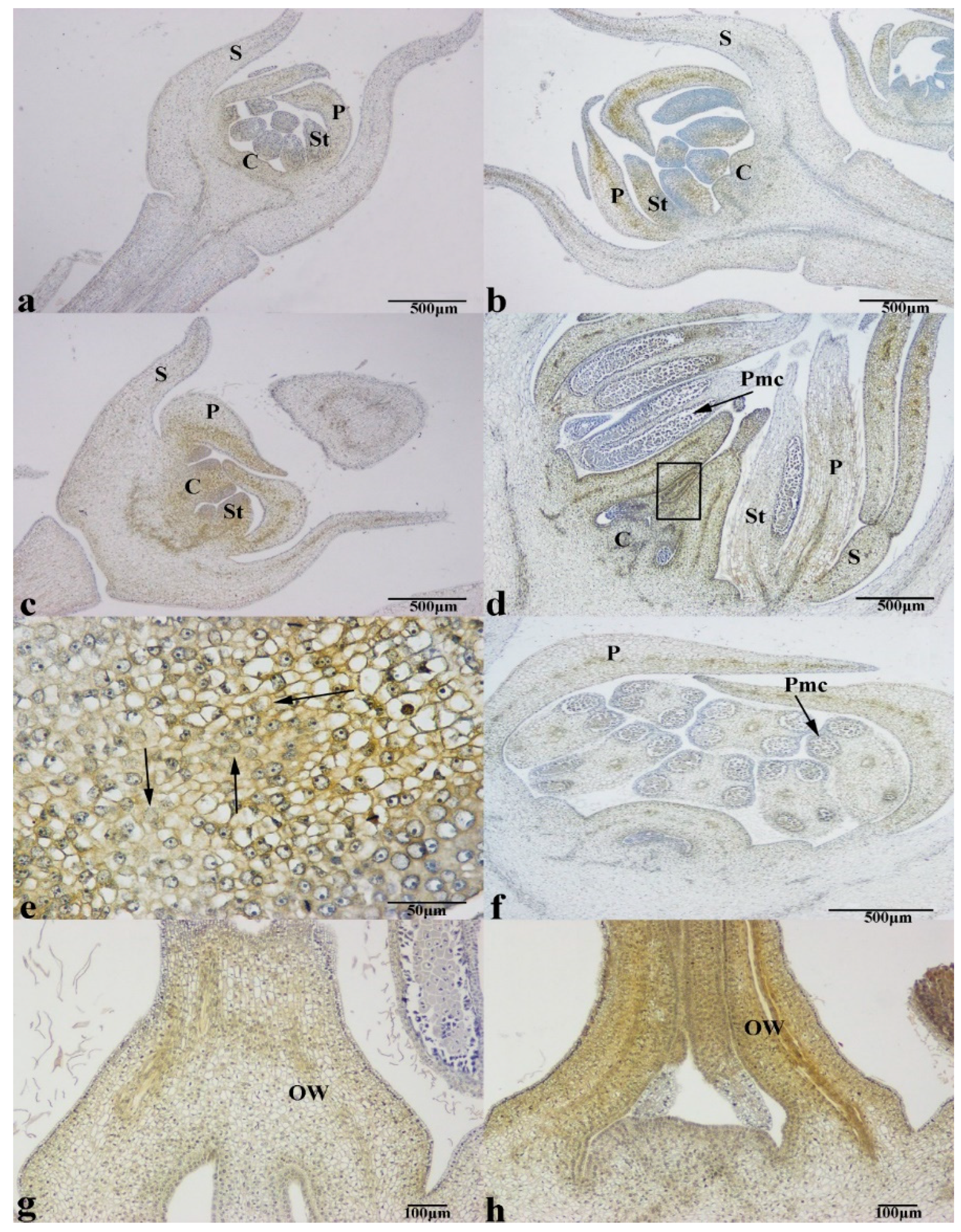 Agronomy 10 00234 g007