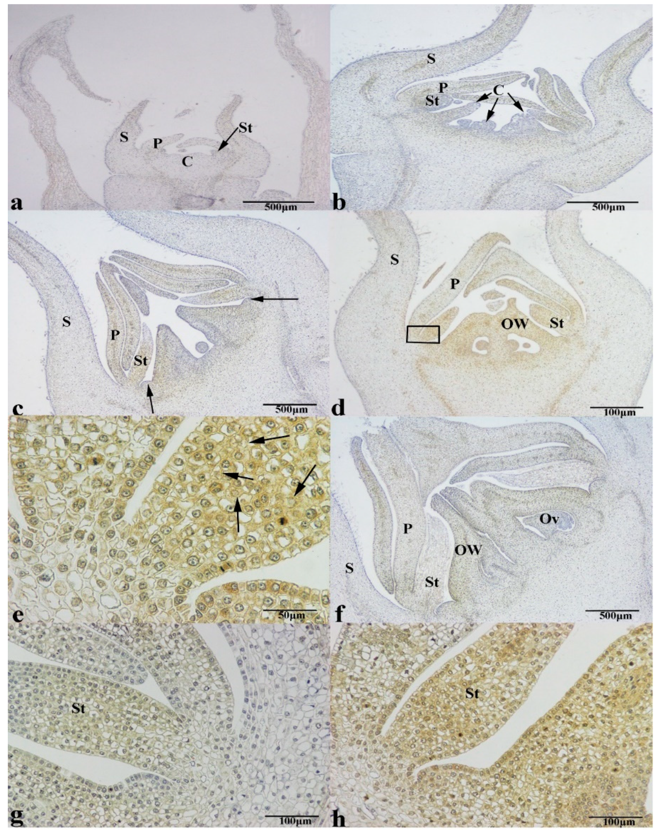Agronomy 10 00234 g008