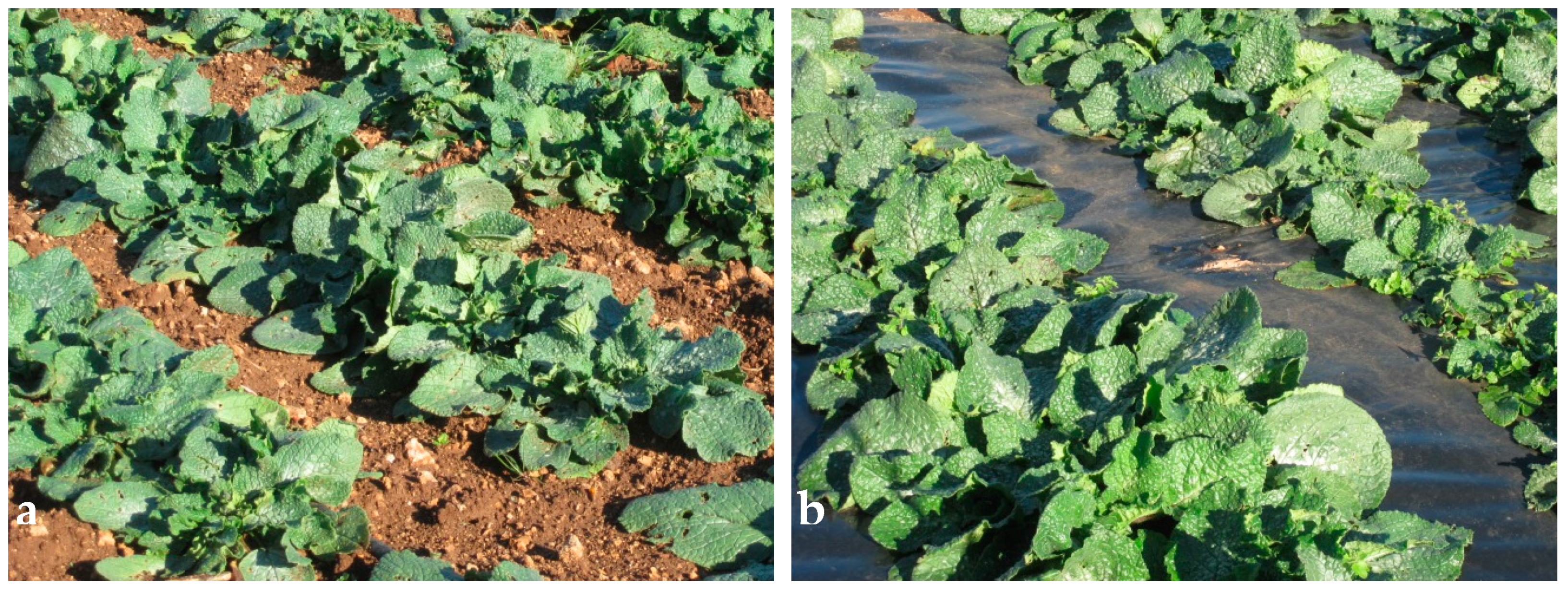 Agronomy 10 00242 g003 Agronomy 10 00242 g003