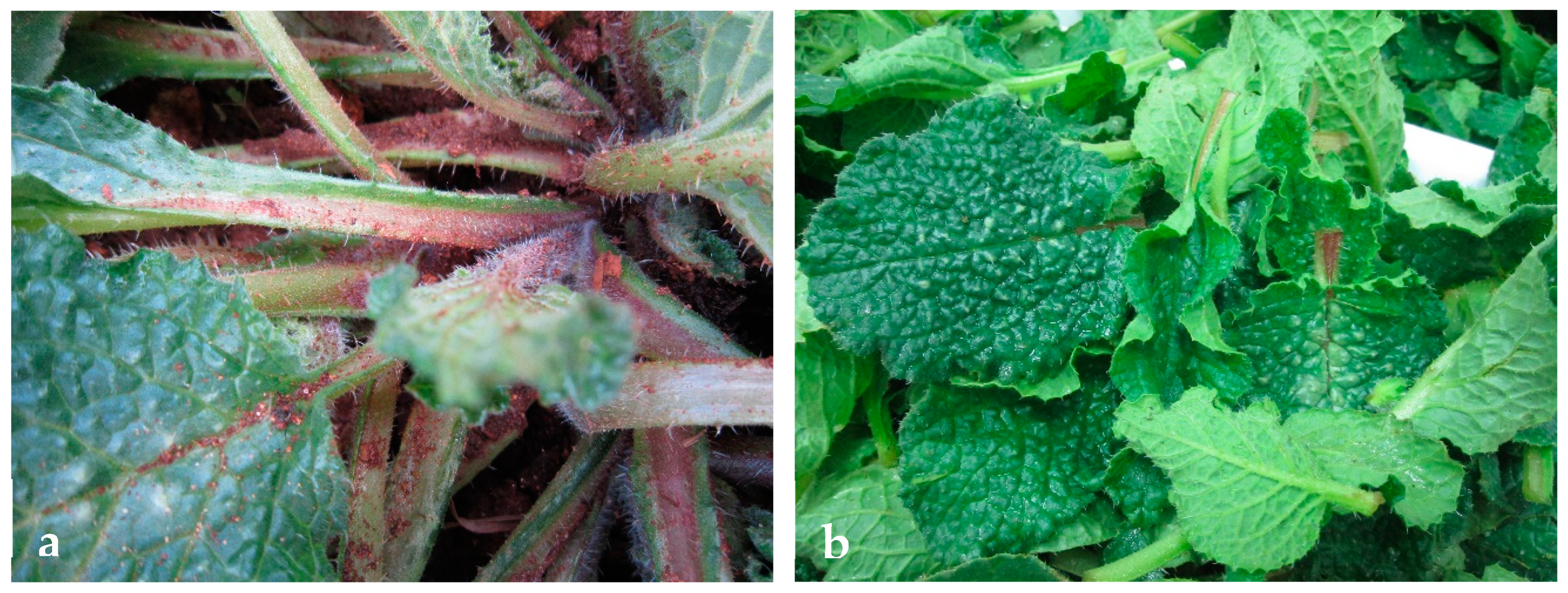 Agronomy 10 00242 g004 Agronomy 10 00242 g004