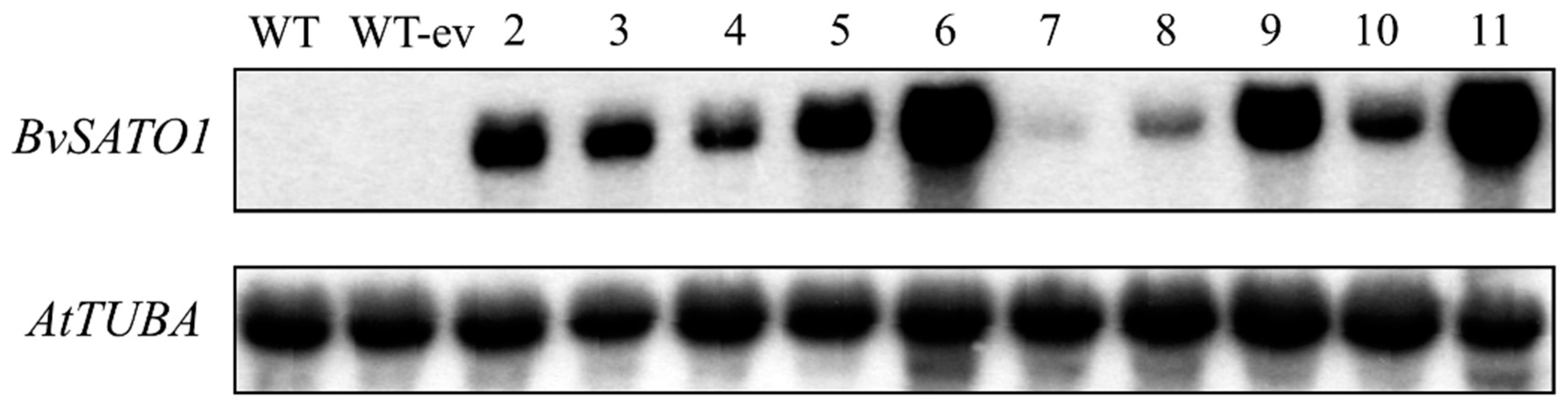 Agronomy 10 00250 g007