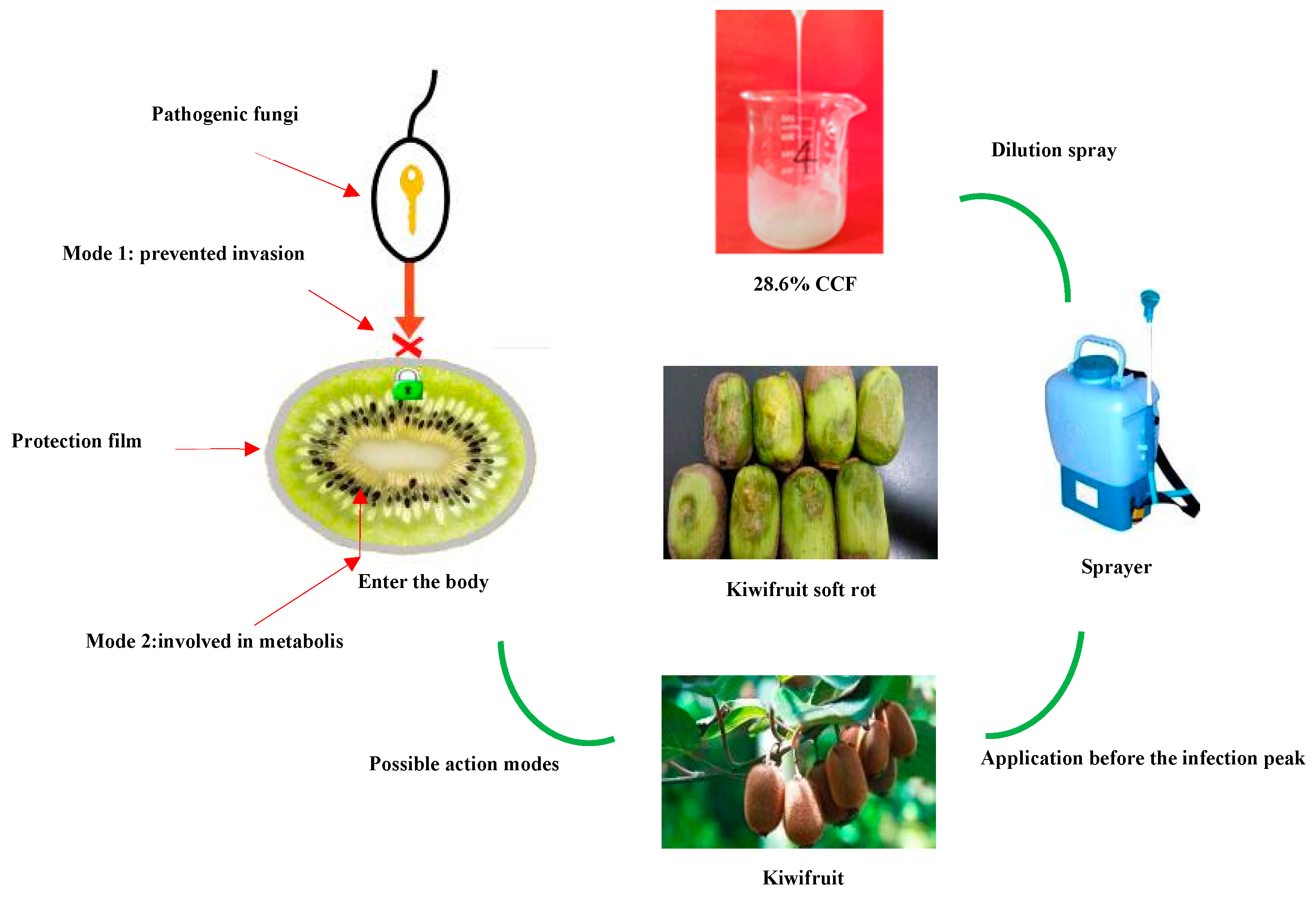 Agronomy 10 00265 g004