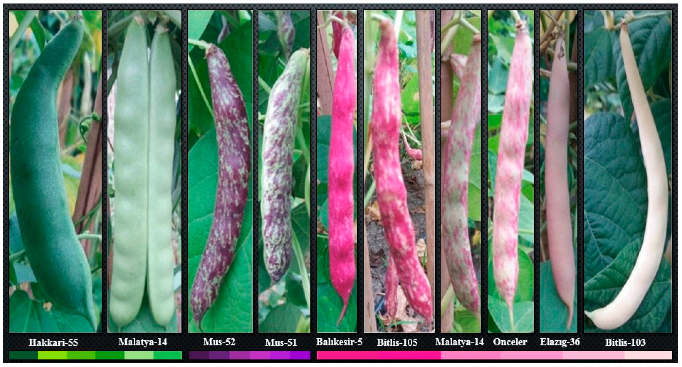 Agronomy 10 00272 g004