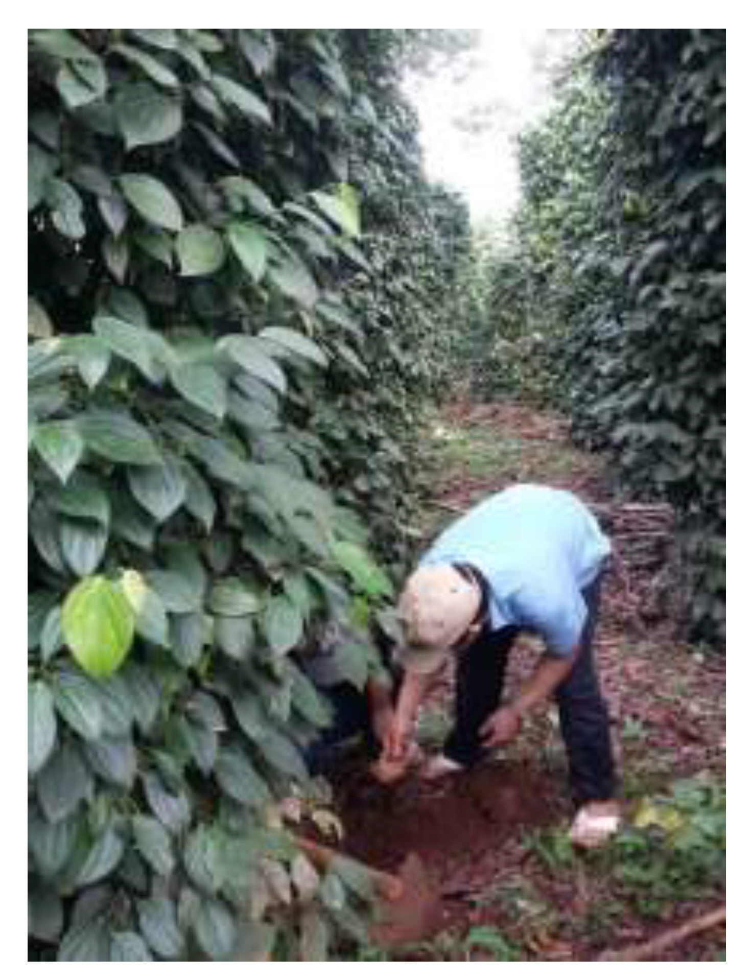 Agronomy 10 00286 g001 Agronomy 10 00286 g001