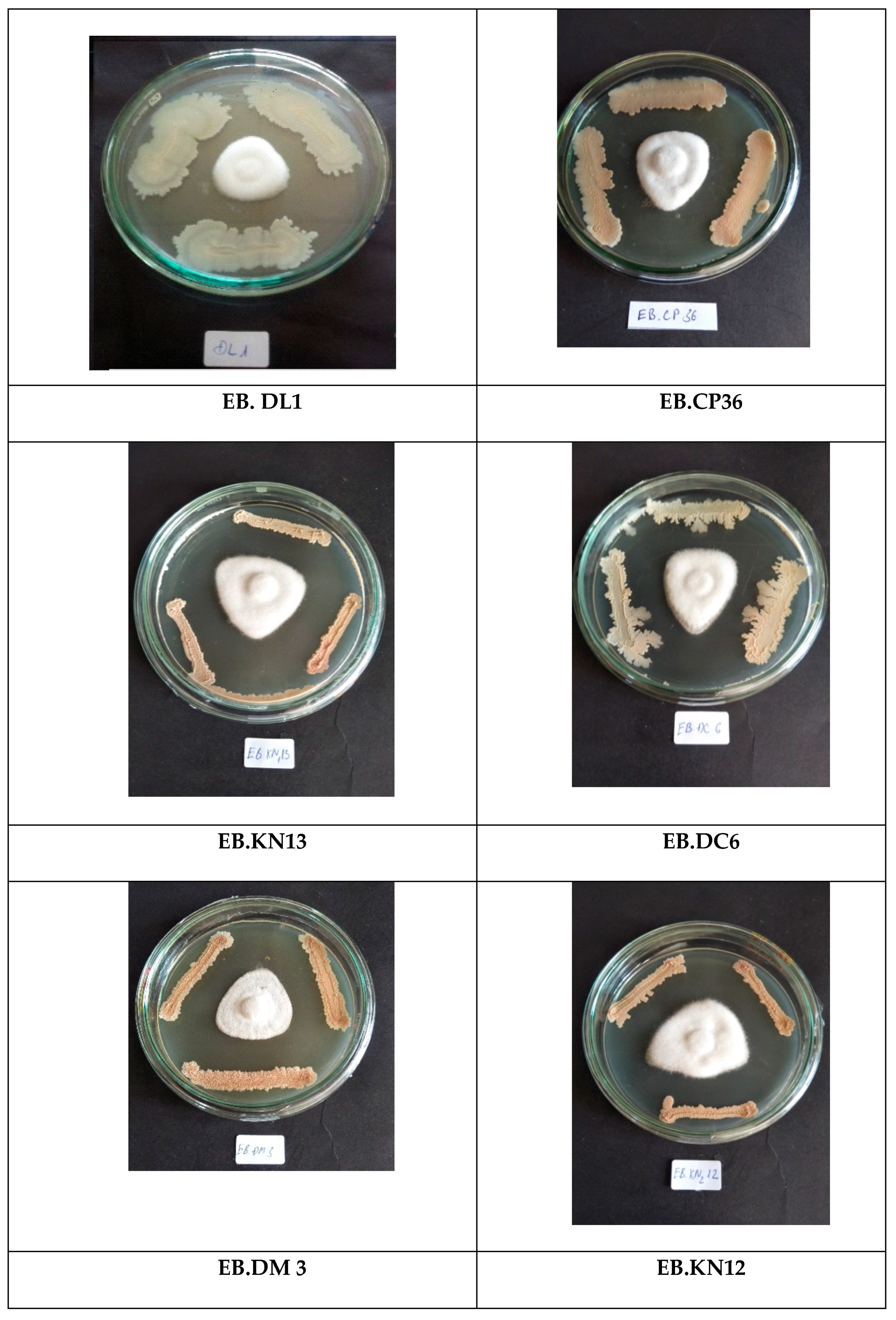 Agronomy 10 00286 g003 Agronomy 10 00286 g003