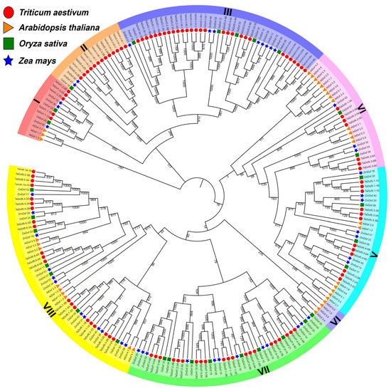 ジーン  ドール　gene Genome-Wide Identification, Structure Characterization, and