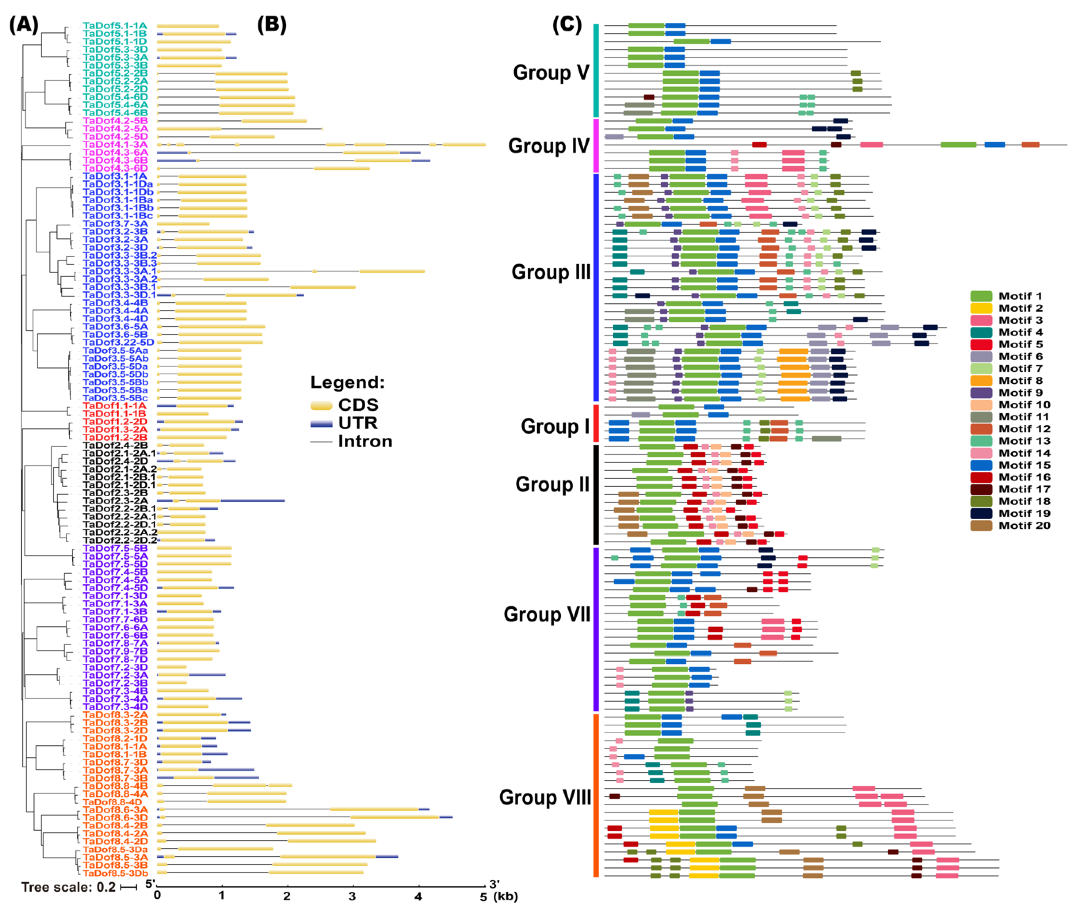 ジーン  ドール　gene Genome-Wide Identification, Structure Characterization, and