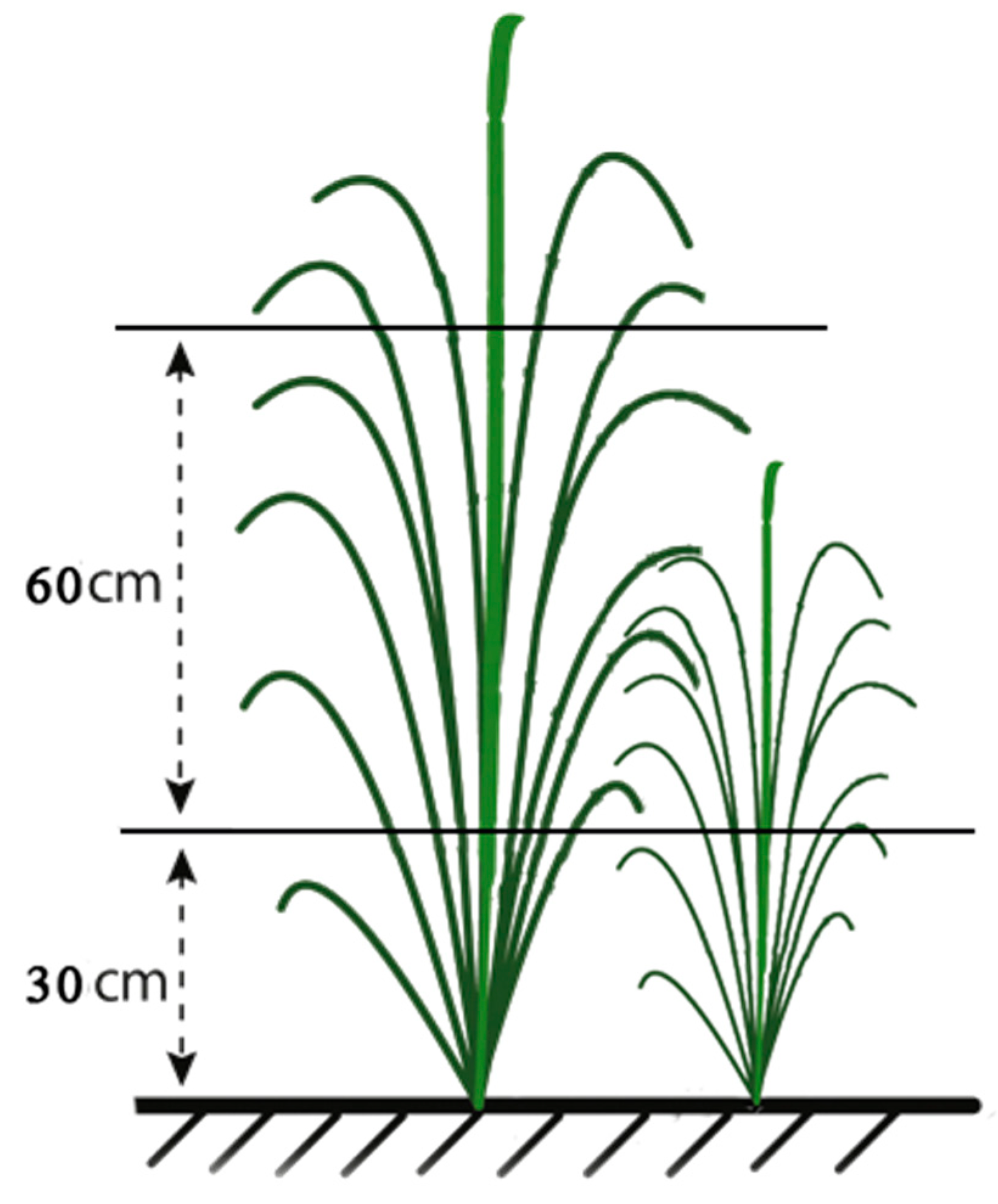Agronomy 10 00303 g003