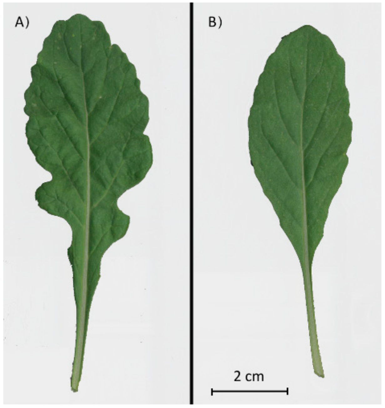 Agronomy 10 00306 g002