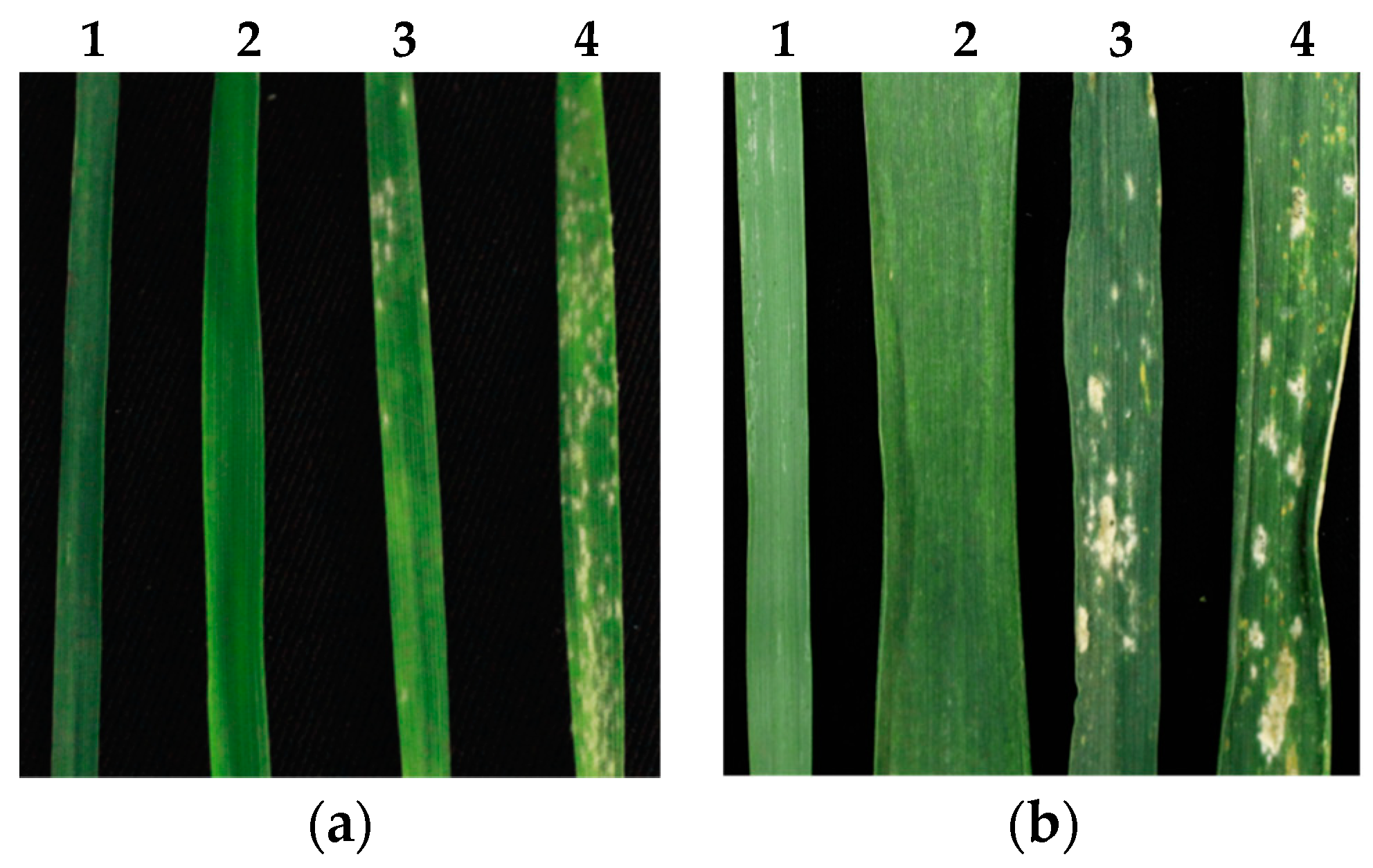 Agronomy Free Full Text A 1ns Disomic Addition From Psathyrostachys Huashanica Keng Confers Resistance To Powdery Mildew In Wheat Html