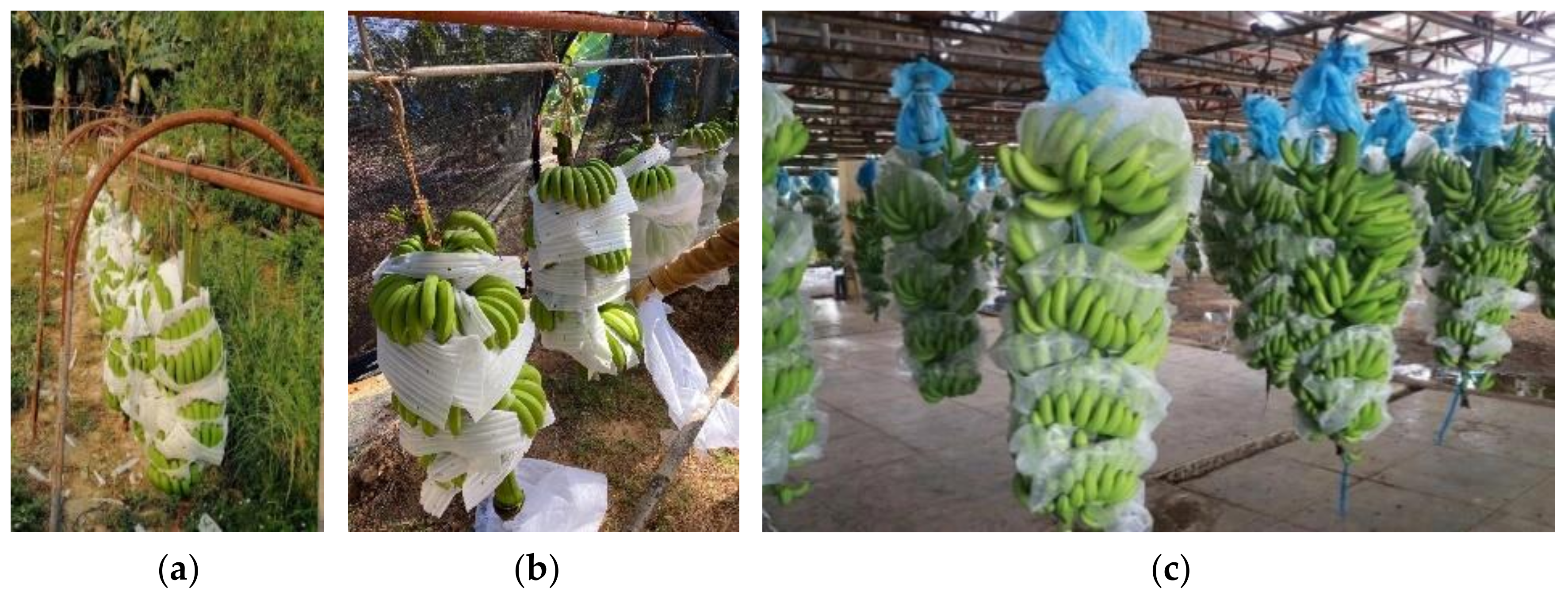 Agronomy 10 00374 g005 Agronomy 10 00374 g005