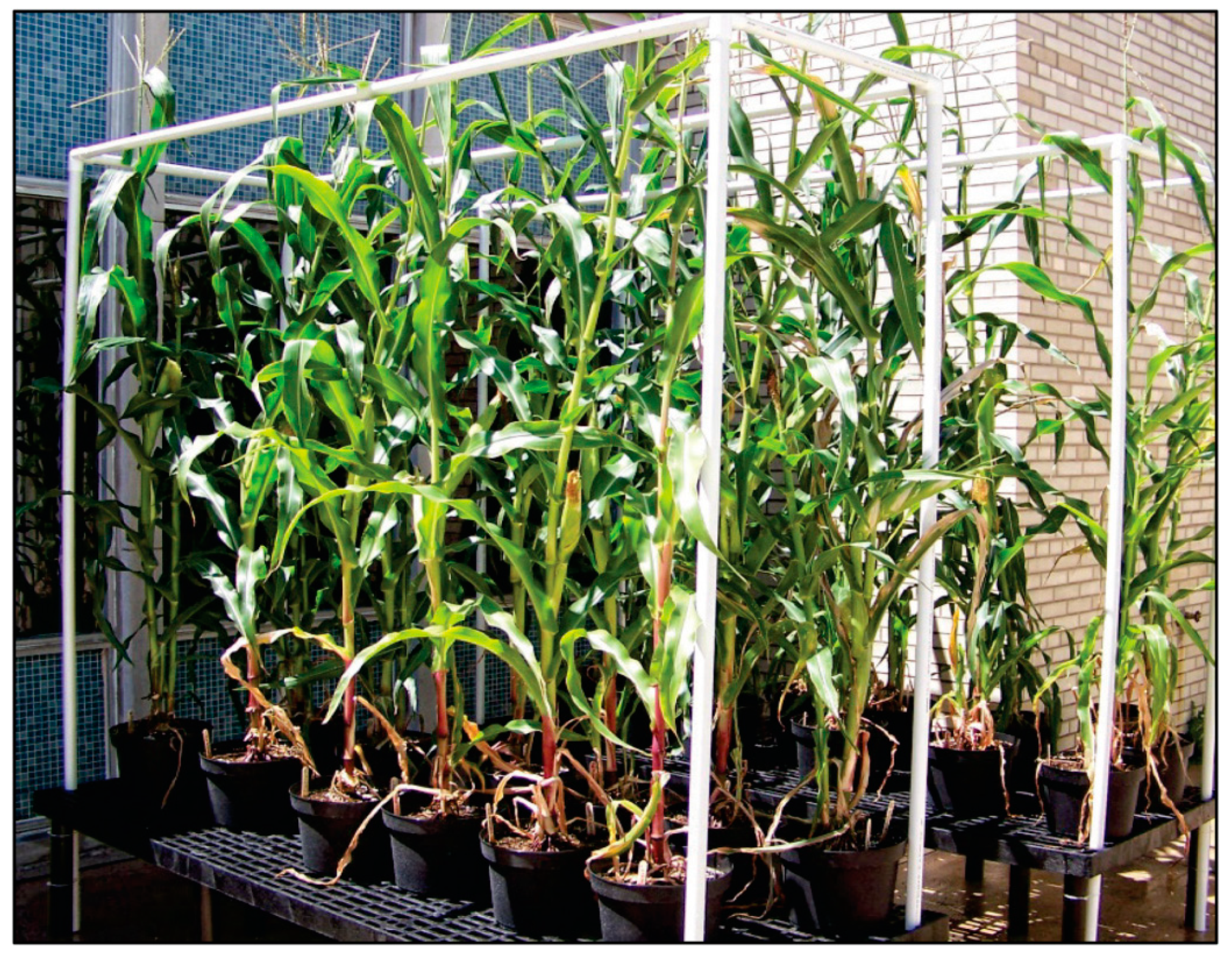 Agronomy 10 00394 g001