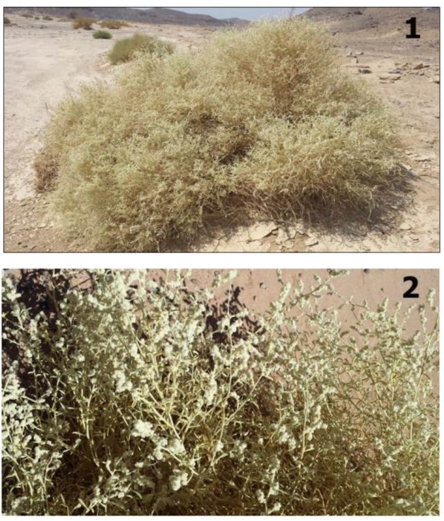 Agronomy 10 00402 g002 Agronomy 10 00402 g002