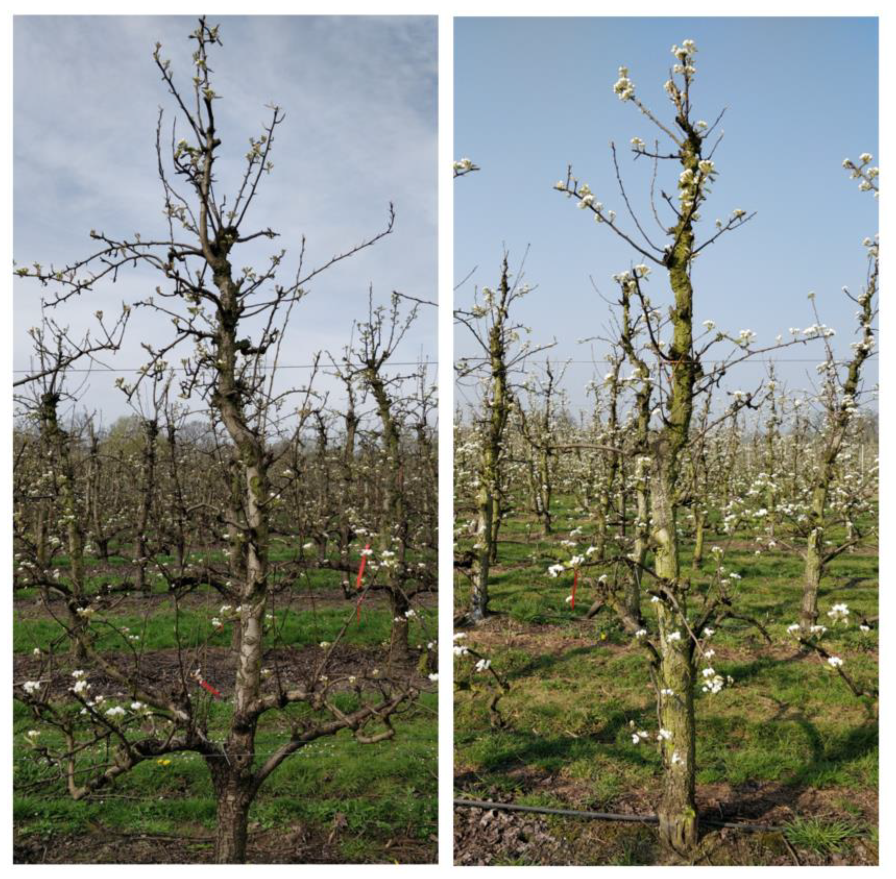 Agronomy 10 00407 g0a4 Agronomy 10 00407 g0a4