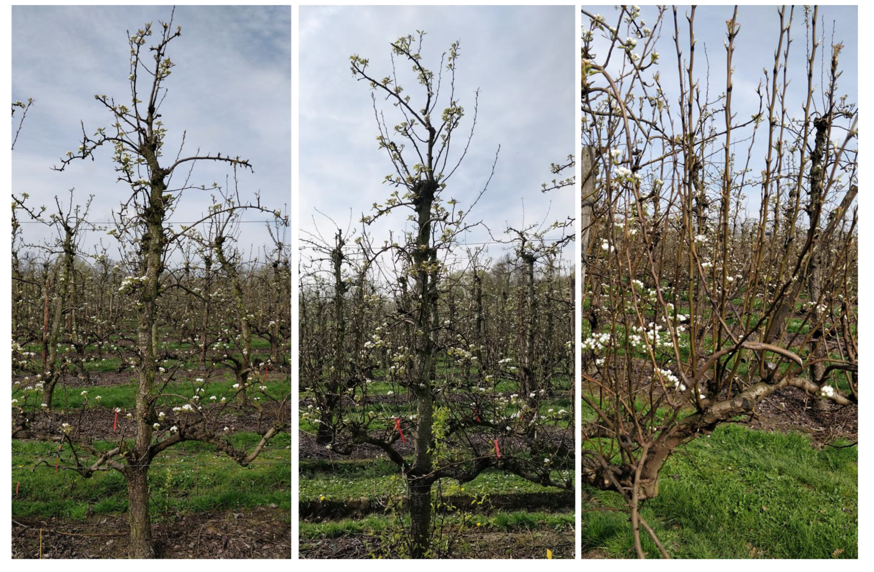 Agronomy 10 00407 g0a5 Agronomy 10 00407 g0a5