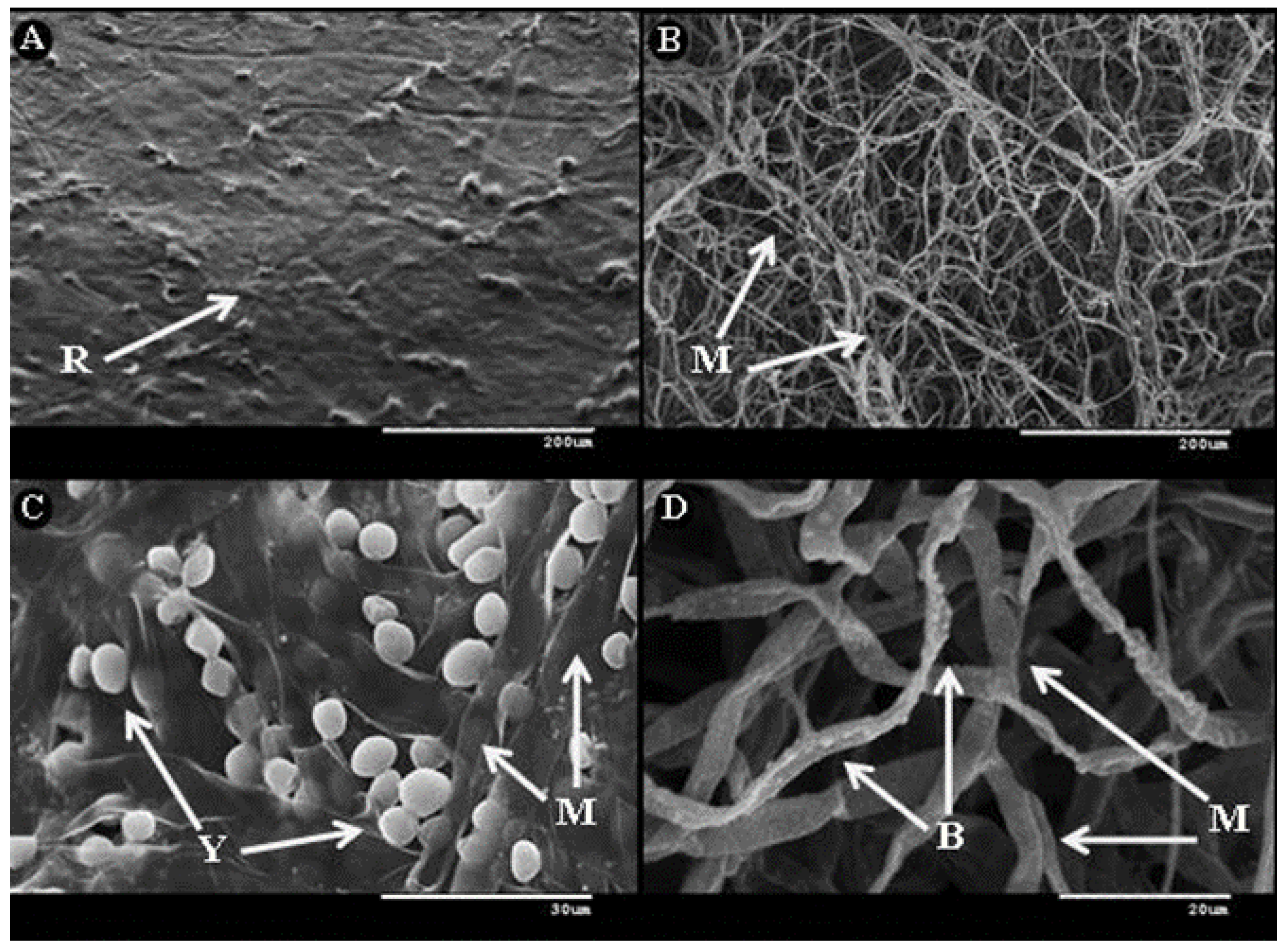 Agronomy 10 00408 g005 Agronomy 10 00408 g005