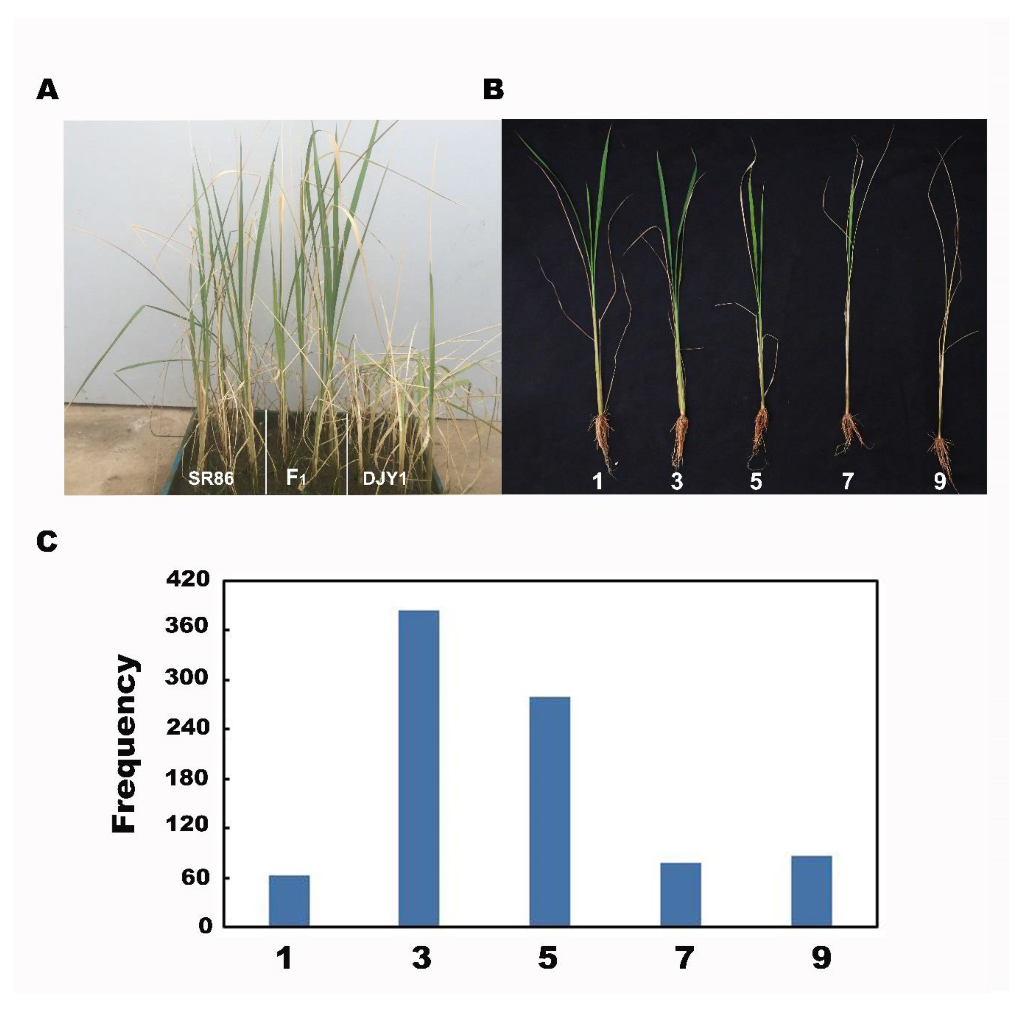 Agronomy 10 00410 g001