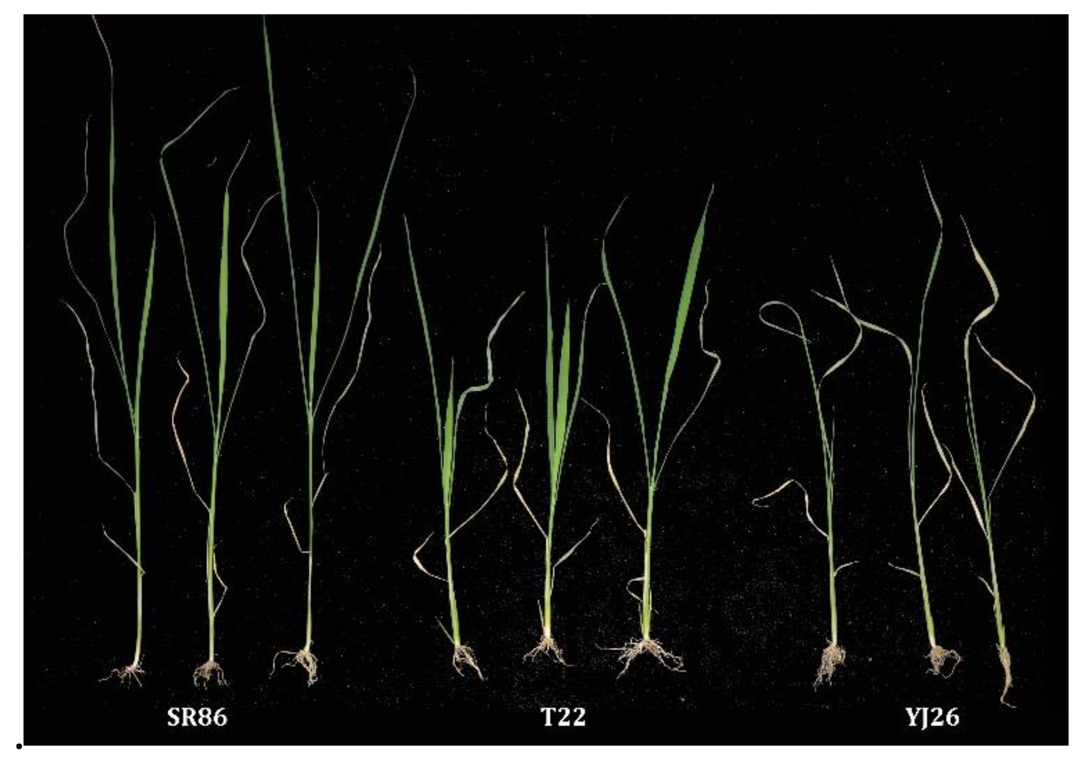 Agronomy 10 00410 g003