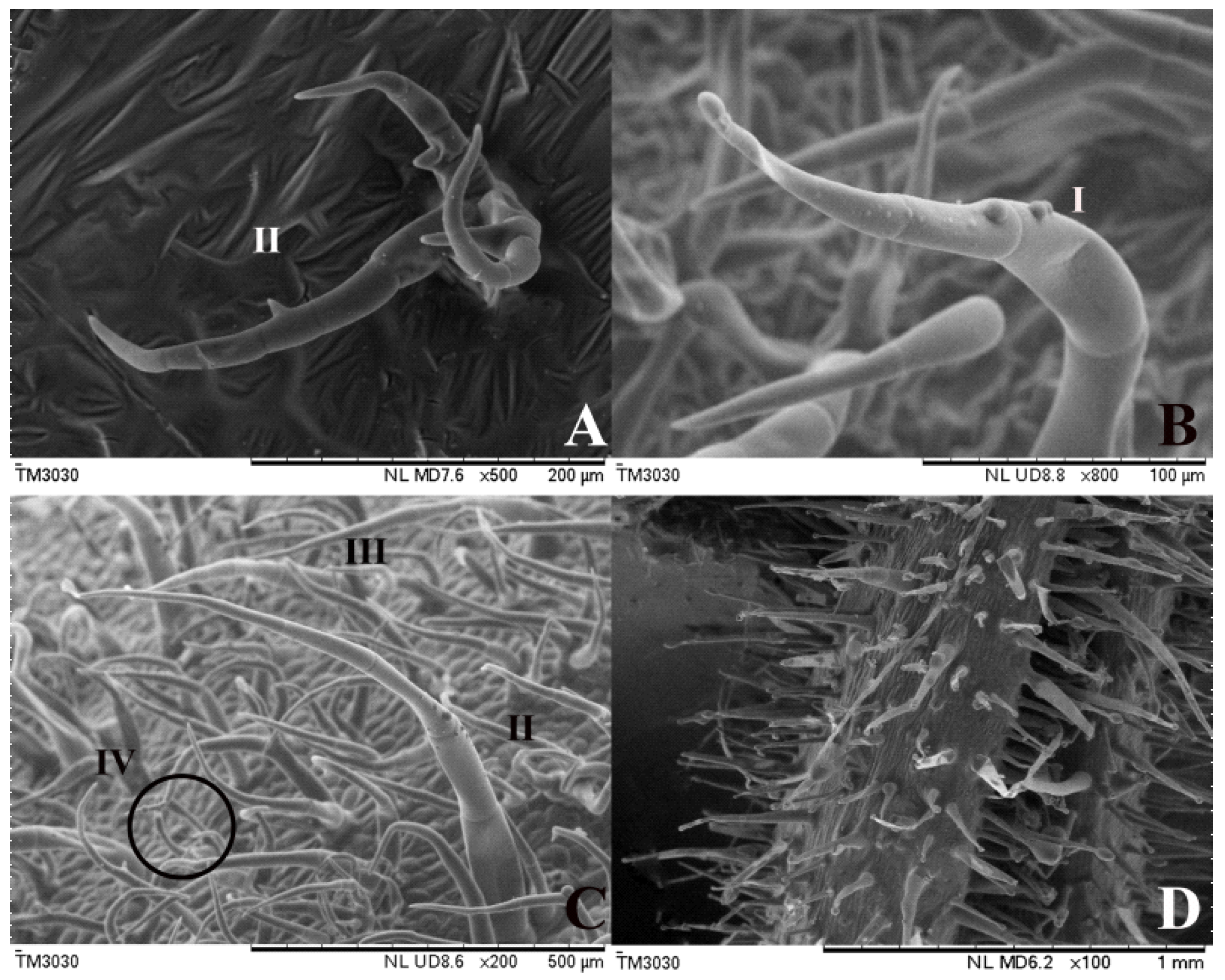 The development of type VI glandular trichomes in the cultivated tomato  Solanum lycopersicum and a related wild species S. habrochaites, BMC Plant  Biology