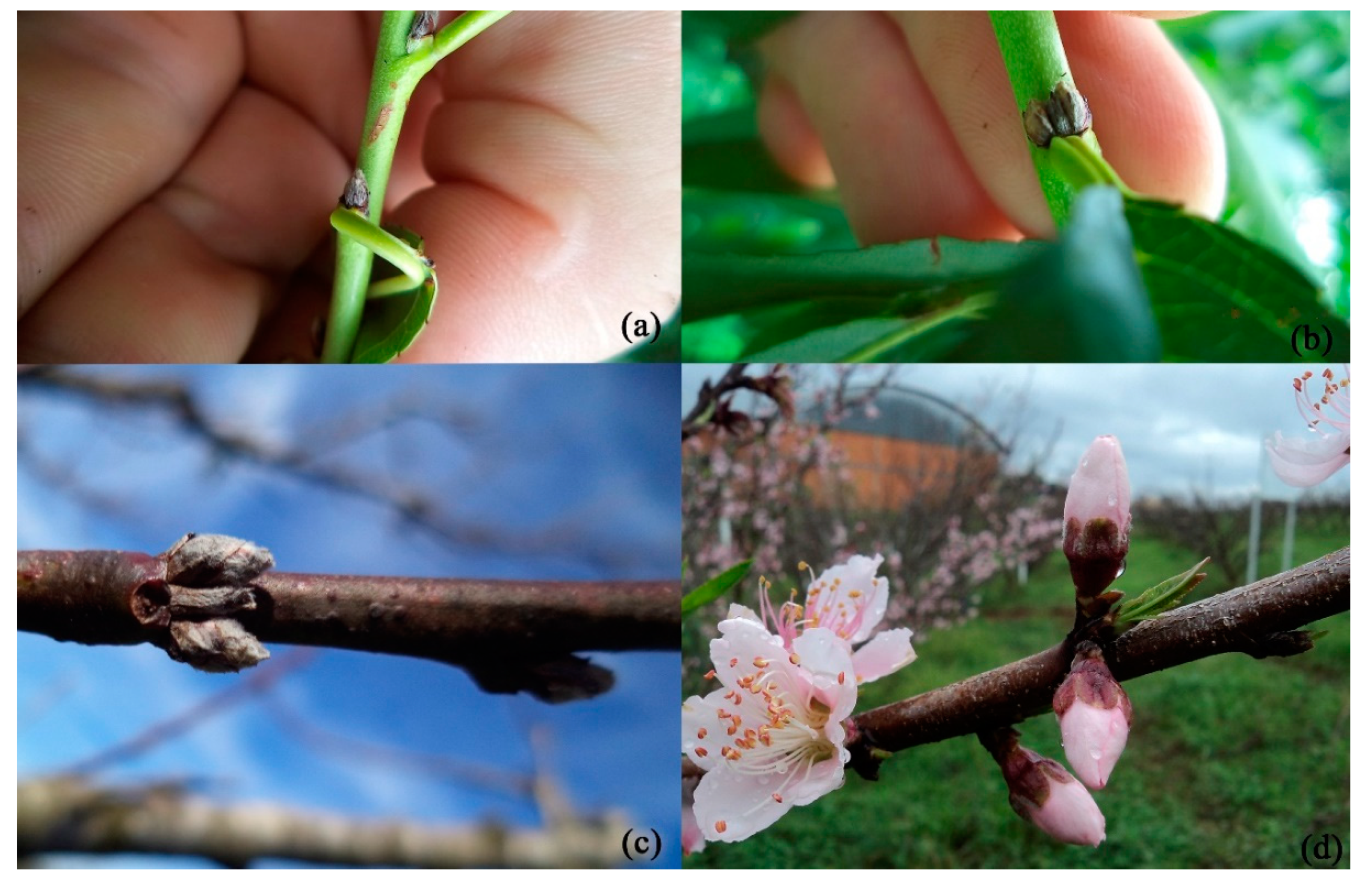 Agronomy | Free Full-Text | Development of Peach Flower Buds under Low  Winter Chilling Conditions