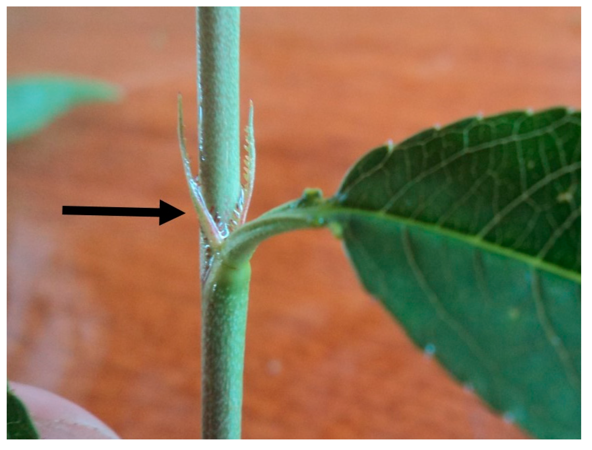 Agronomy 10 00428 g003 Agronomy 10 00428 g003