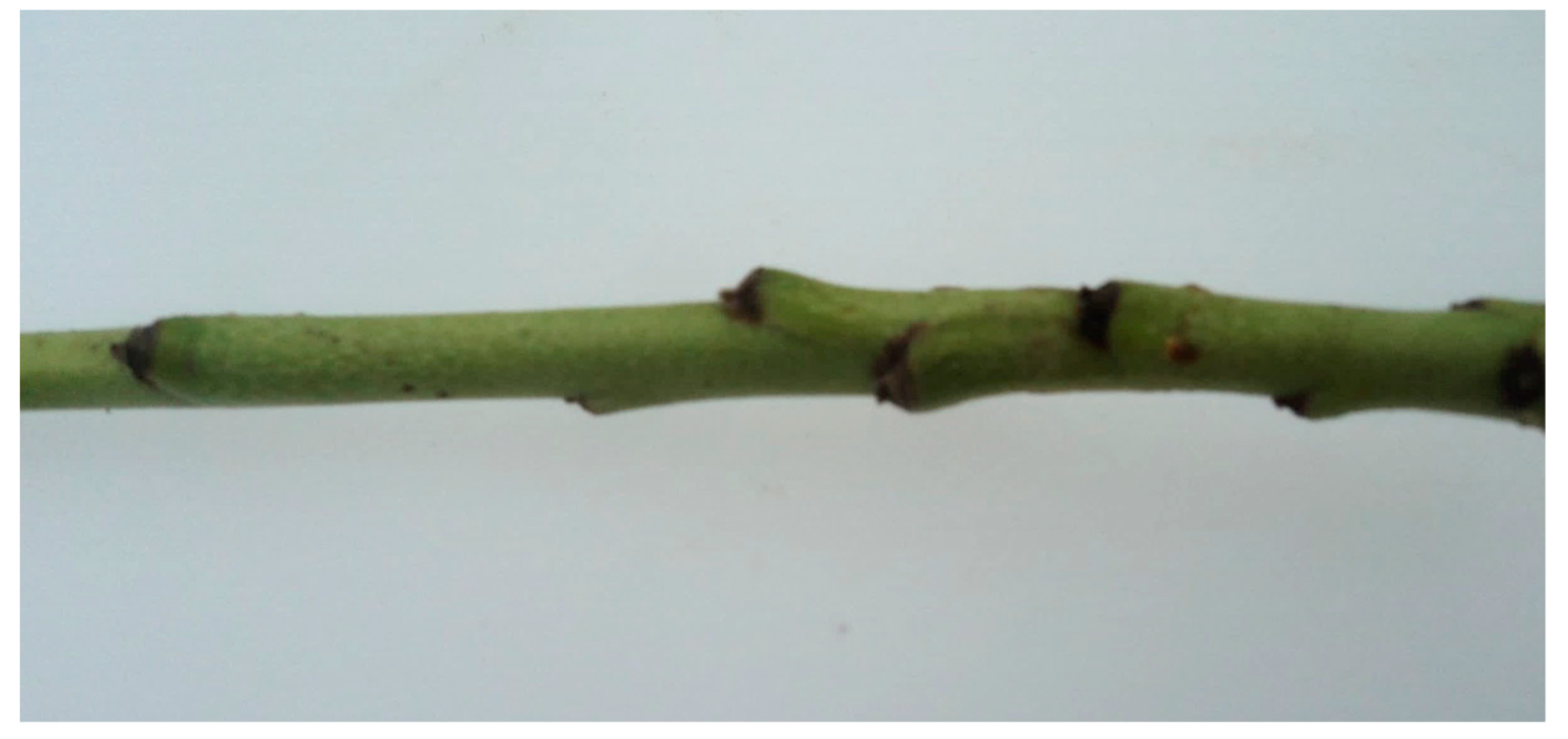 Agronomy 10 00428 g005 Agronomy 10 00428 g005