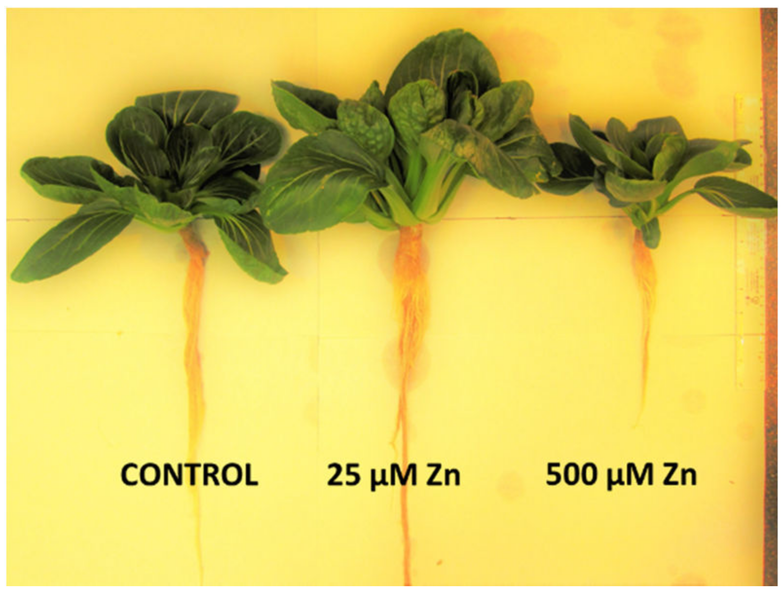 Agronomy 10 00450 g001