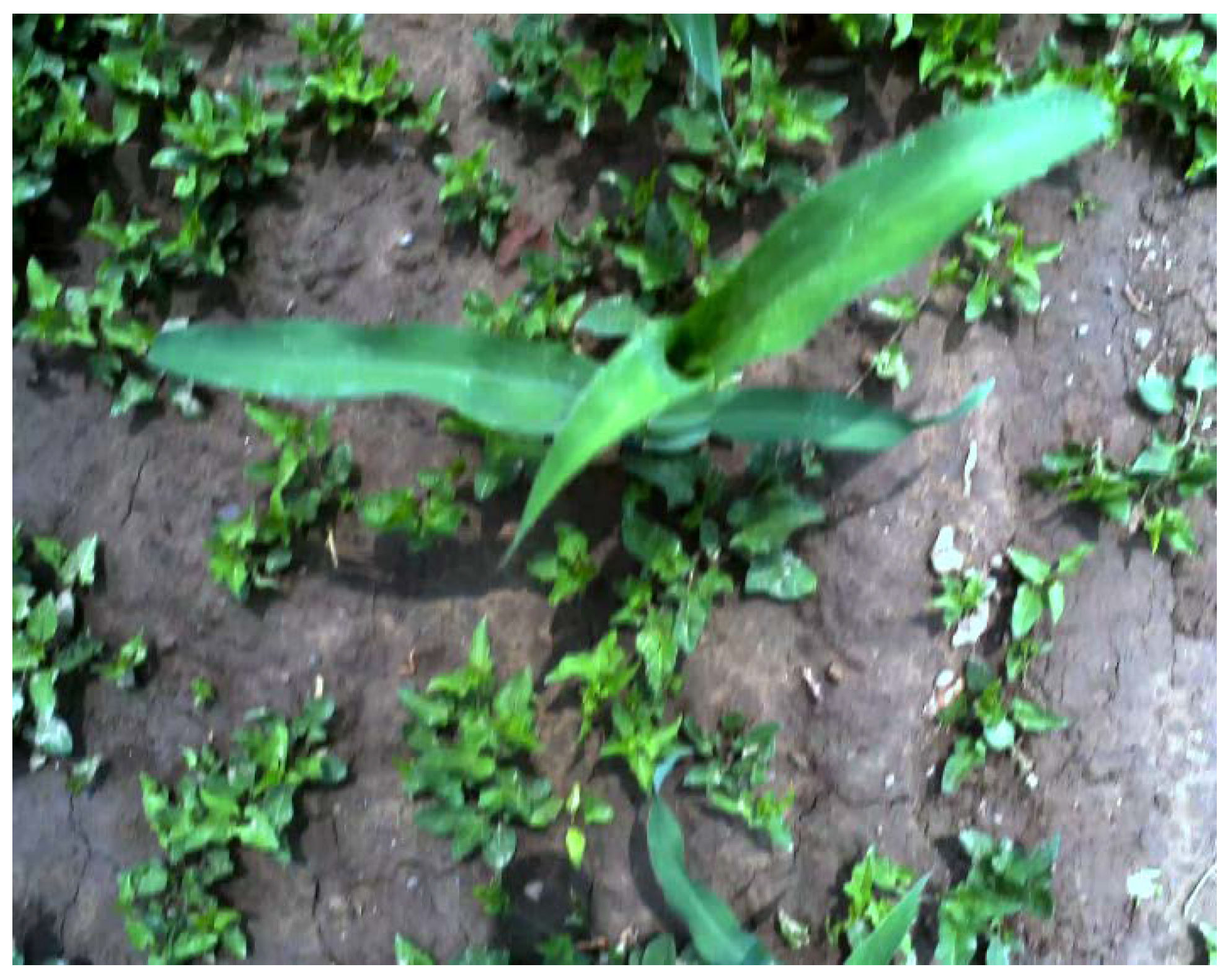 Agronomy 10 00470 g011