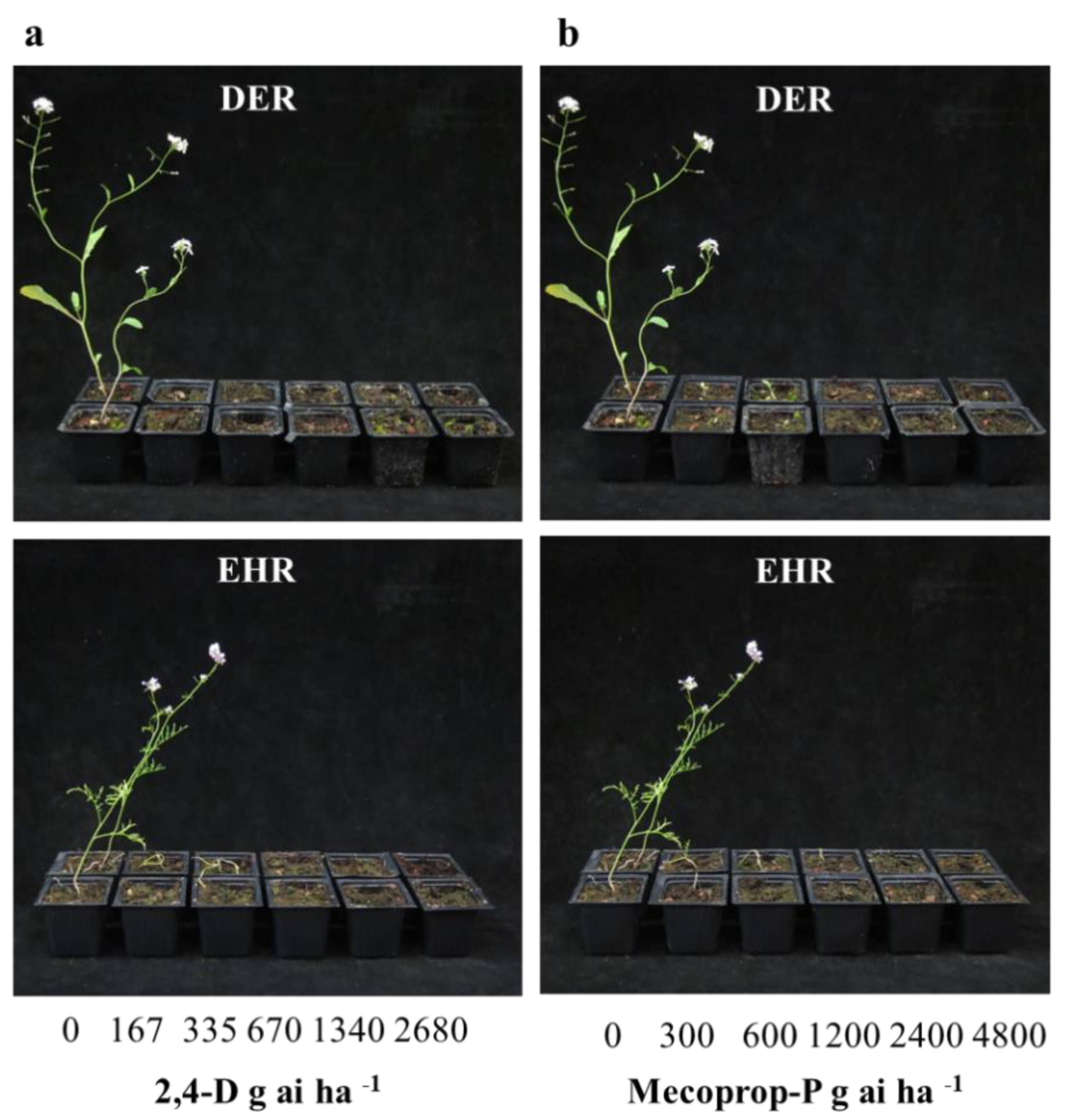 Agronomy 10 00471 g004