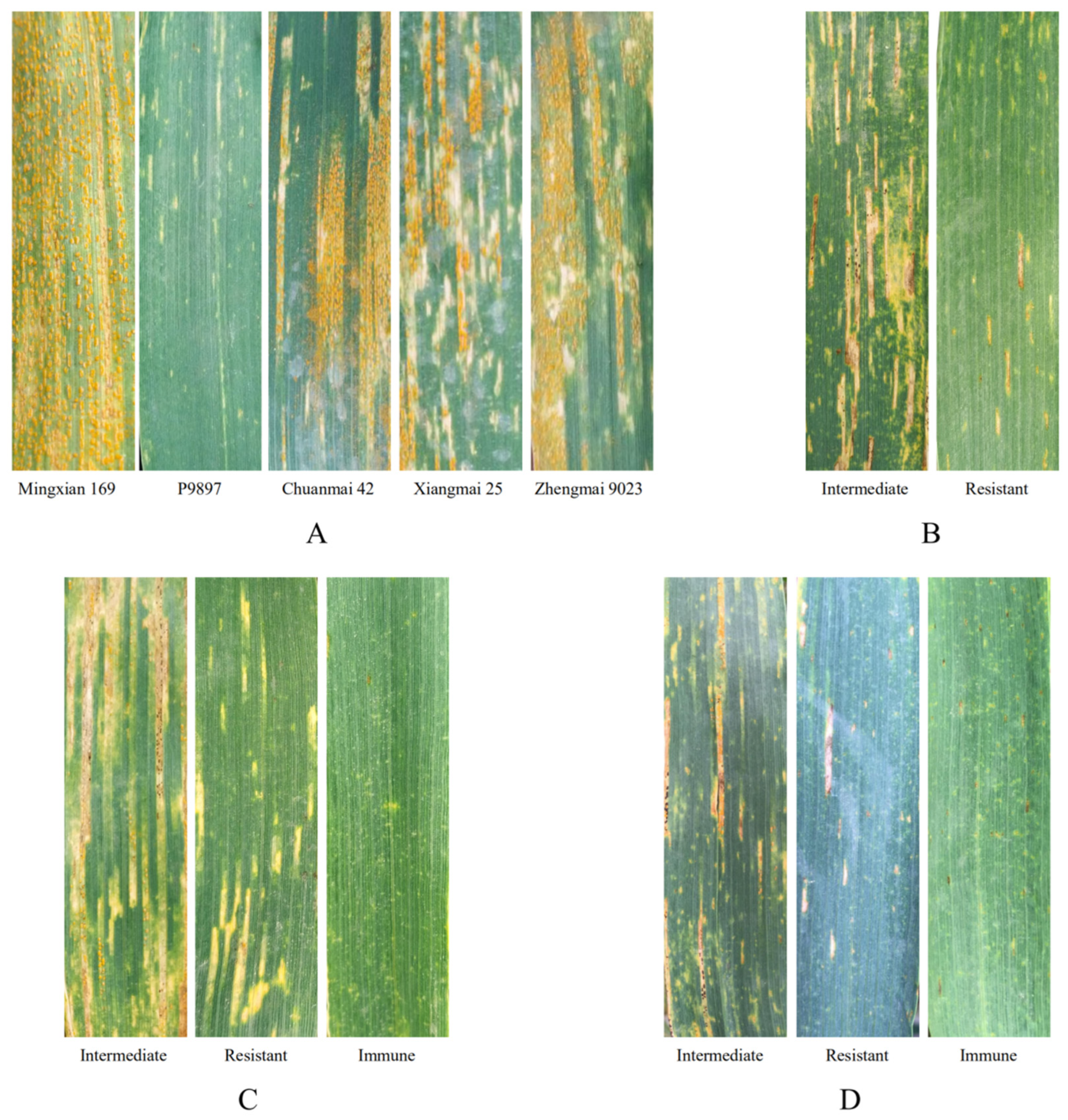 Agronomy 10 00483 g004 Agronomy 10 00483 g004