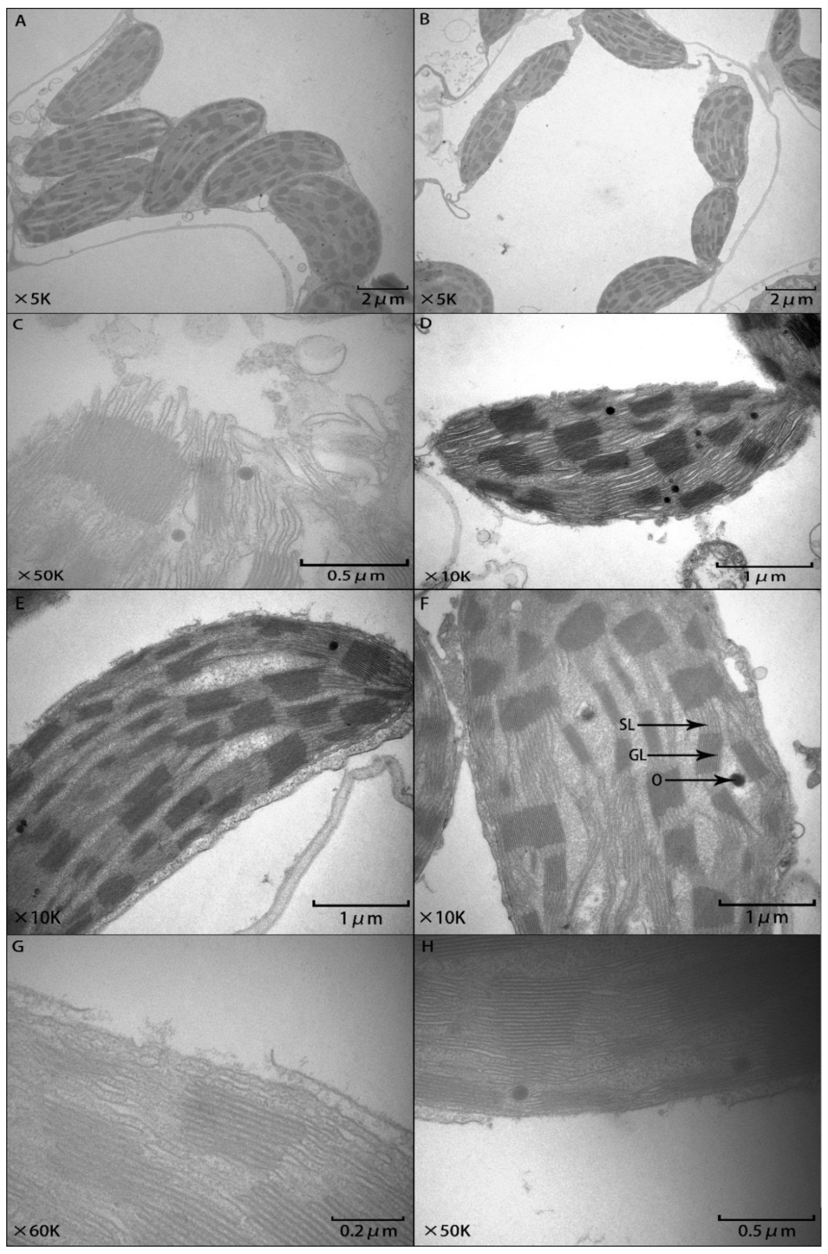 Agronomy 10 00488 g005 Agronomy 10 00488 g005
