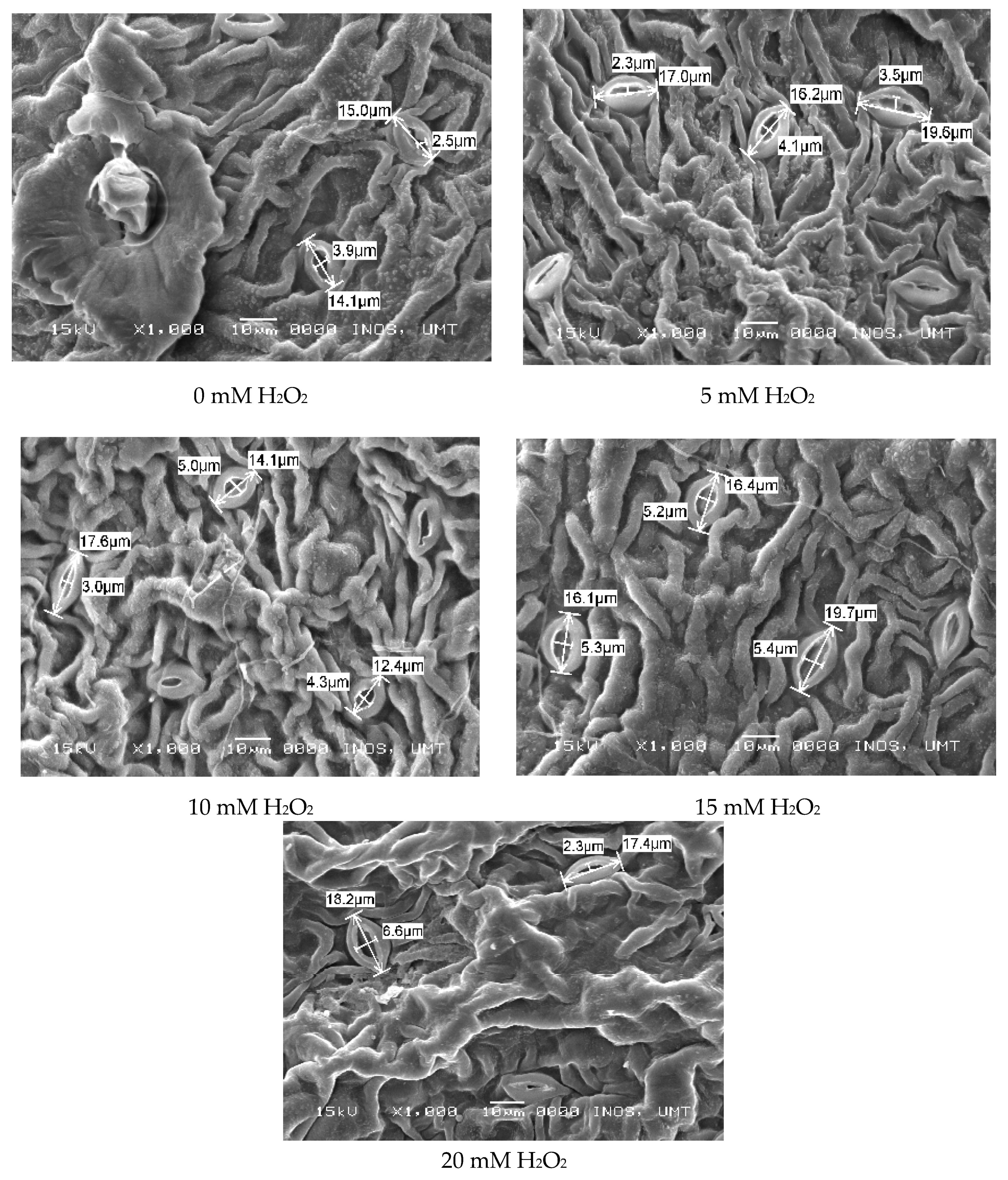 Agronomy 10 00497 g002 Agronomy 10 00497 g002