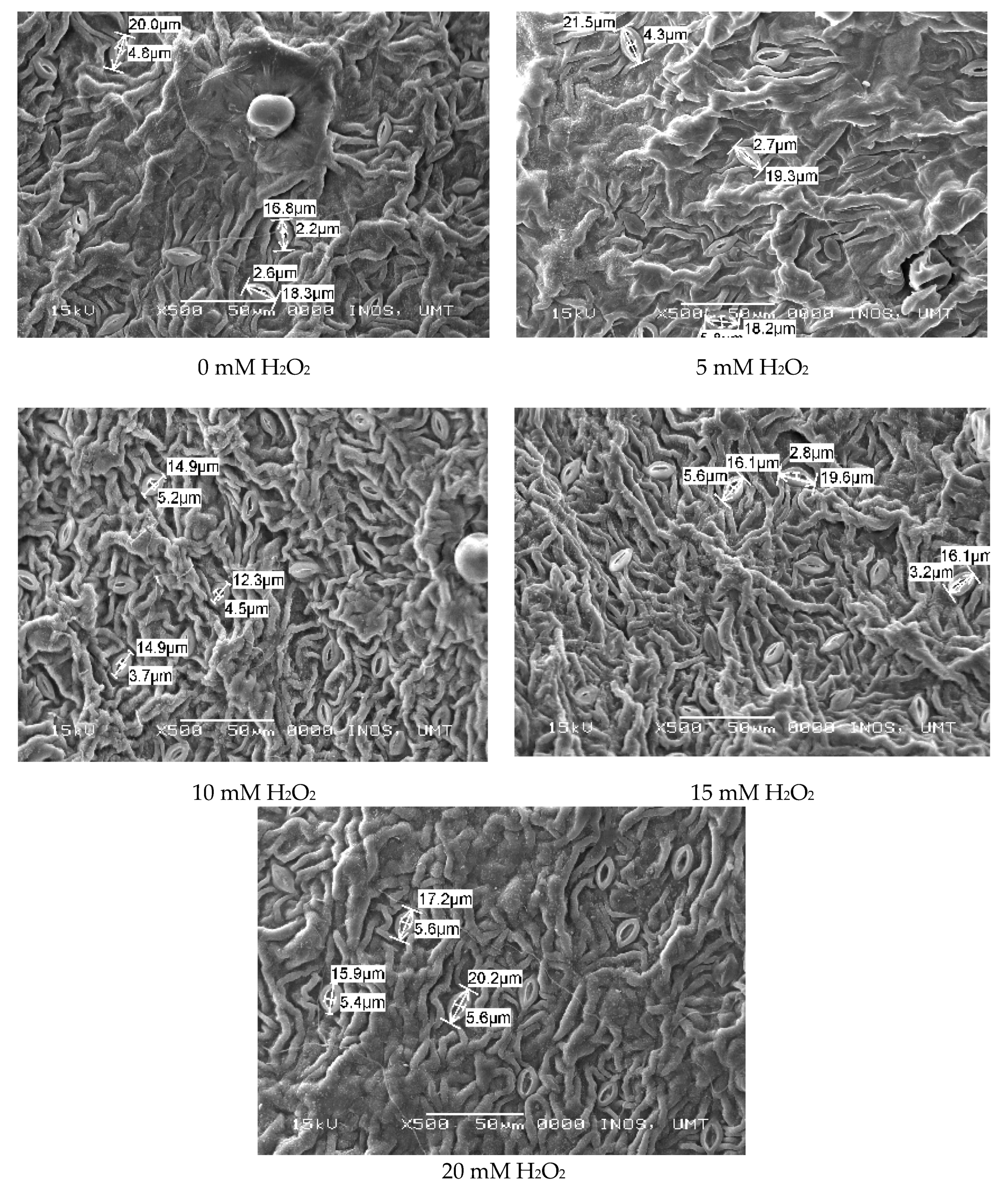 Agronomy 10 00497 g003 Agronomy 10 00497 g003
