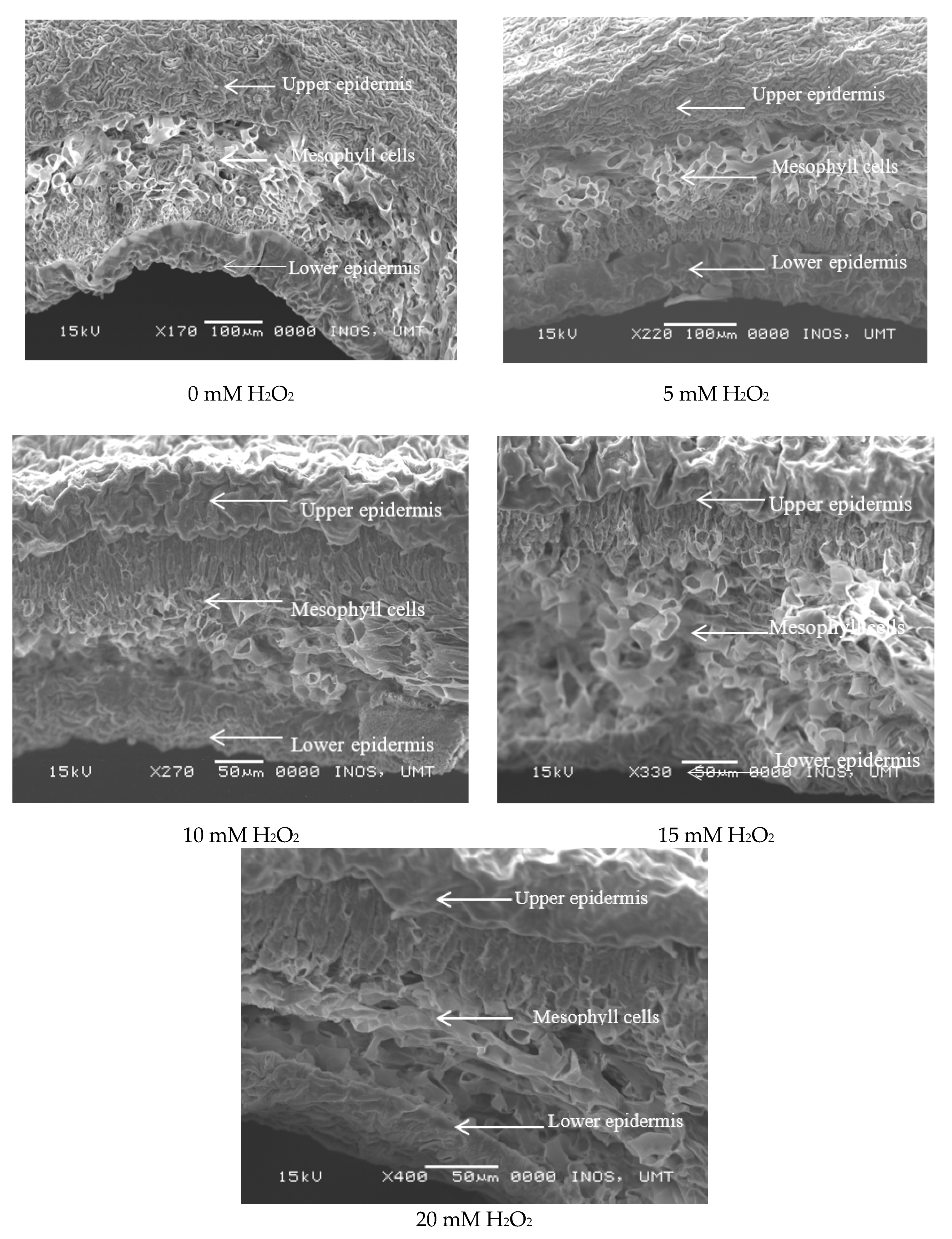 Agronomy 10 00497 g005 Agronomy 10 00497 g005