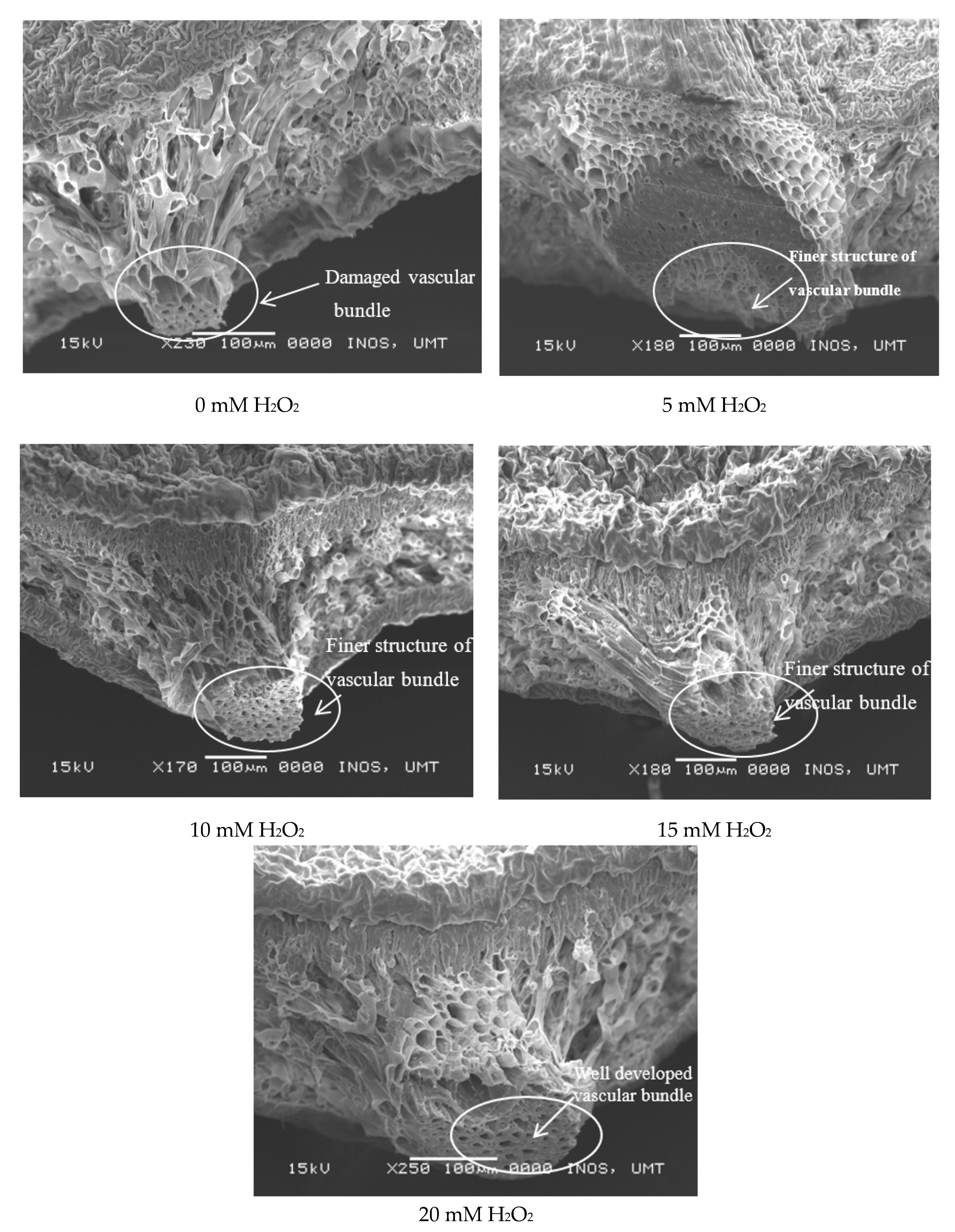 Agronomy 10 00497 g006 Agronomy 10 00497 g006